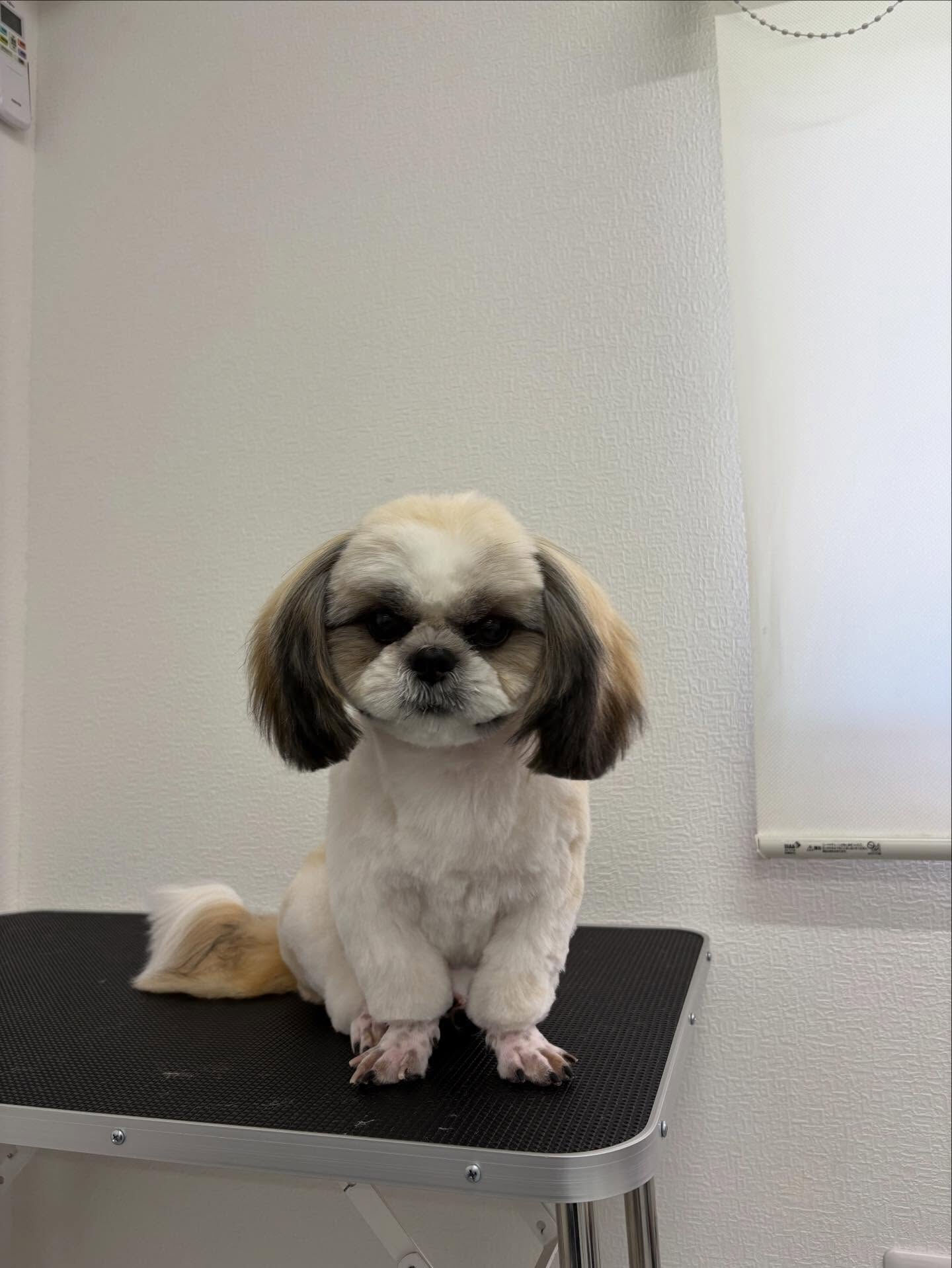 前回初めてトリミングさせていただいた際に既に耳掃除がかなり嫌