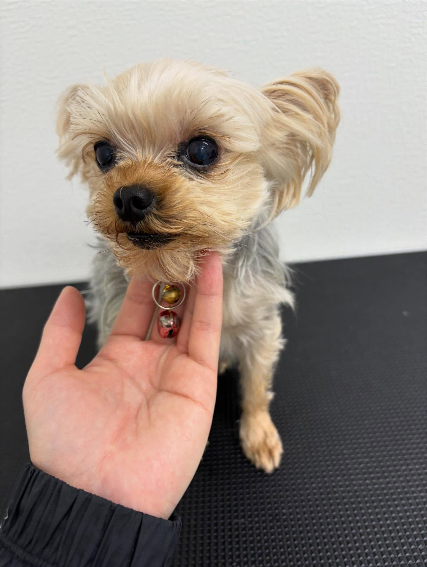 かかりつけの動物病院さんからの紹介でお手入れに来てくださいま
