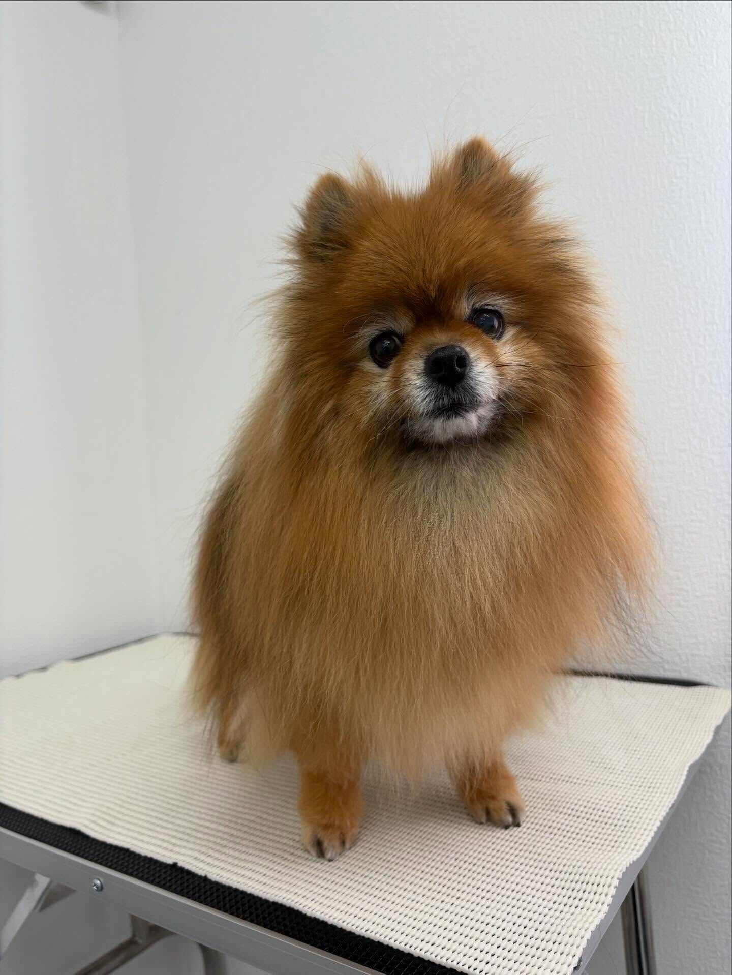 今まで通われていたサロンと飼い主様、お互いのご都合により今ま