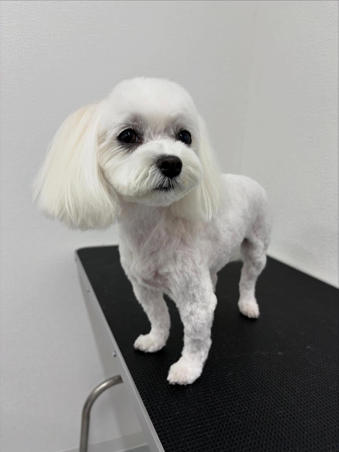 今回当店では2回目のトリミングでした🐶✂️
