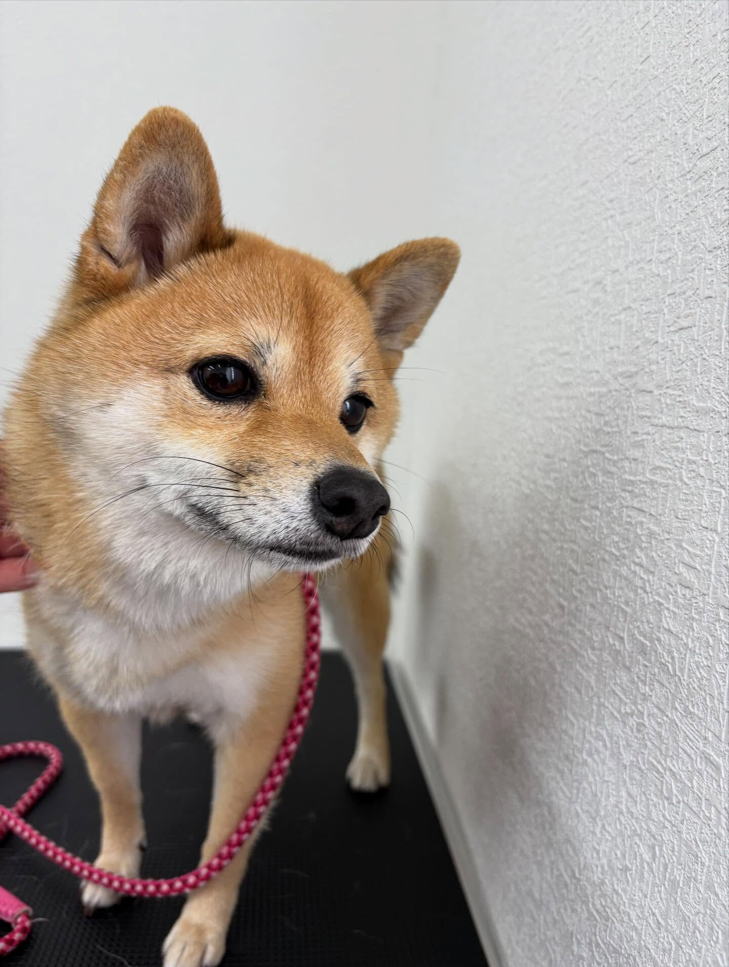 爪切り