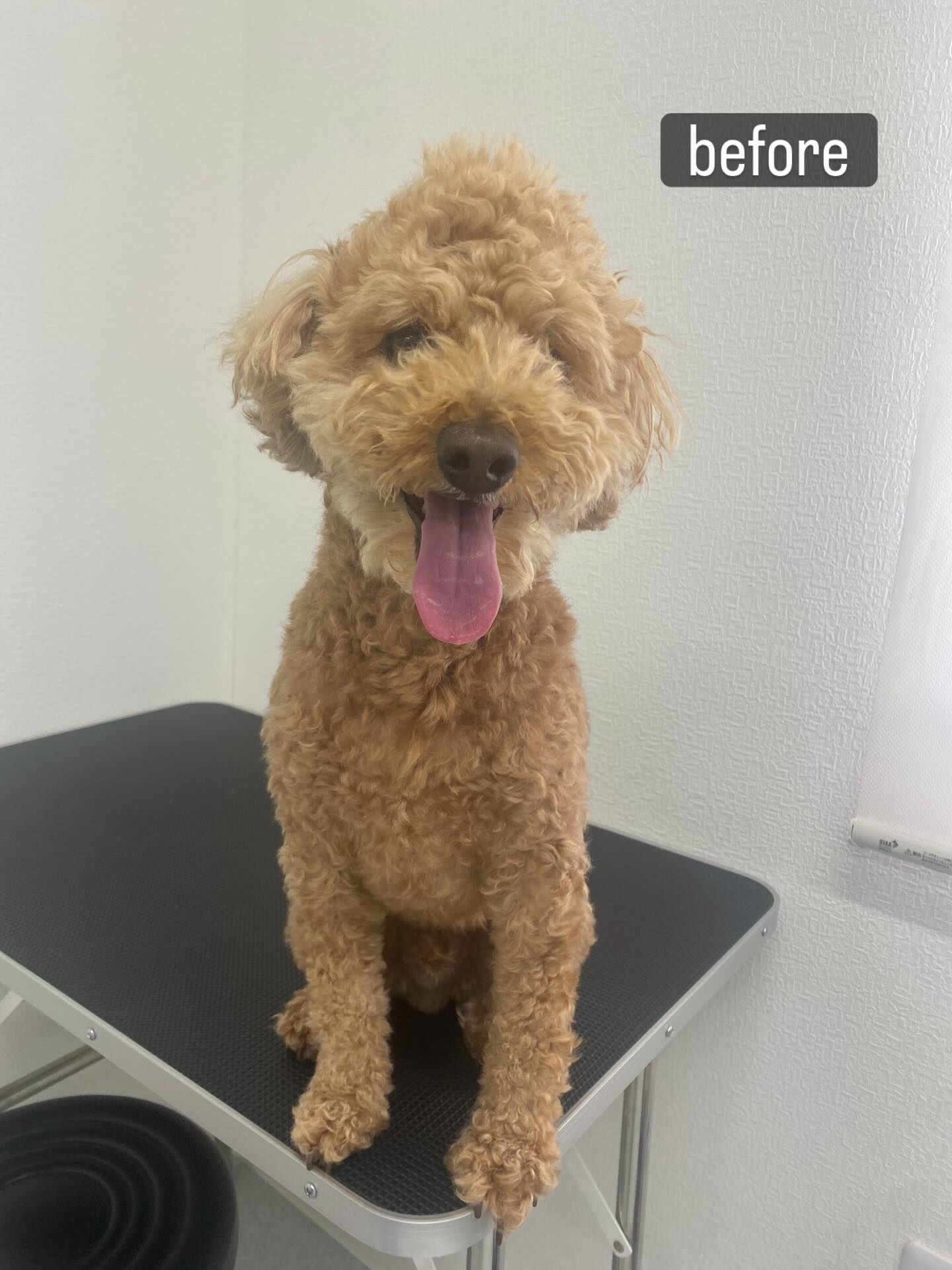 以前勤めていた動物病院の時からのお付き合いで、またお任せいた