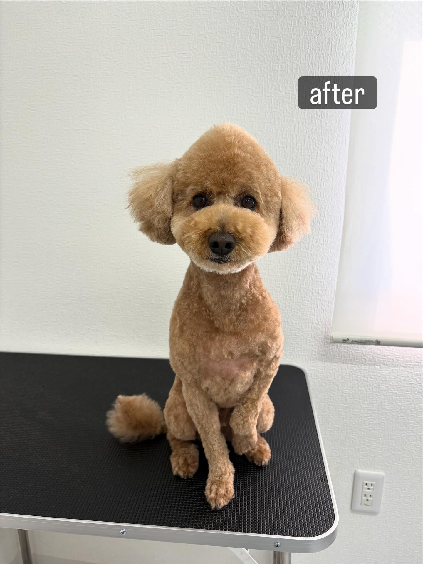 以前勤めていた動物病院の時からのお付き合いで、またお任せいた