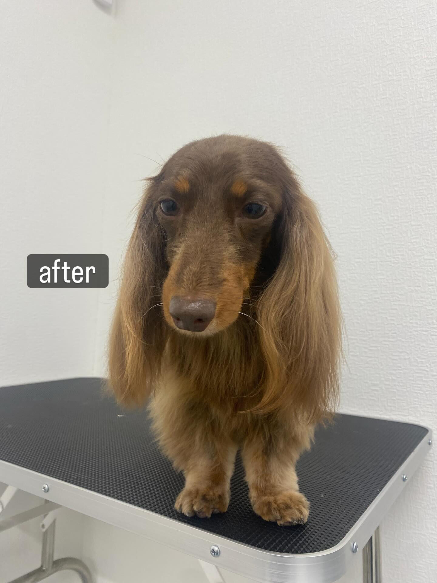 両足パテラの子がシャンプーコースでご来店くださいました🐶🫧