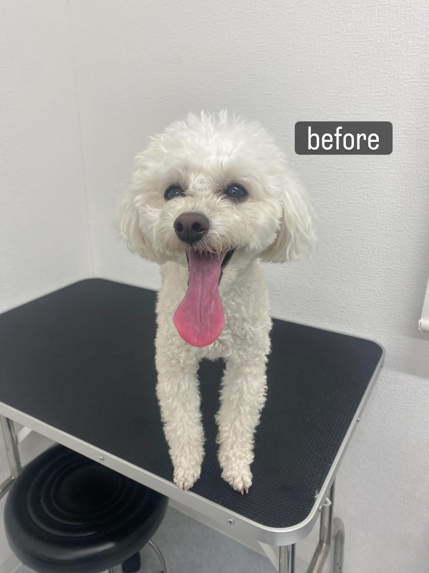 トリミング後に体を痒がるという子がご来店くださいました🐶🫧