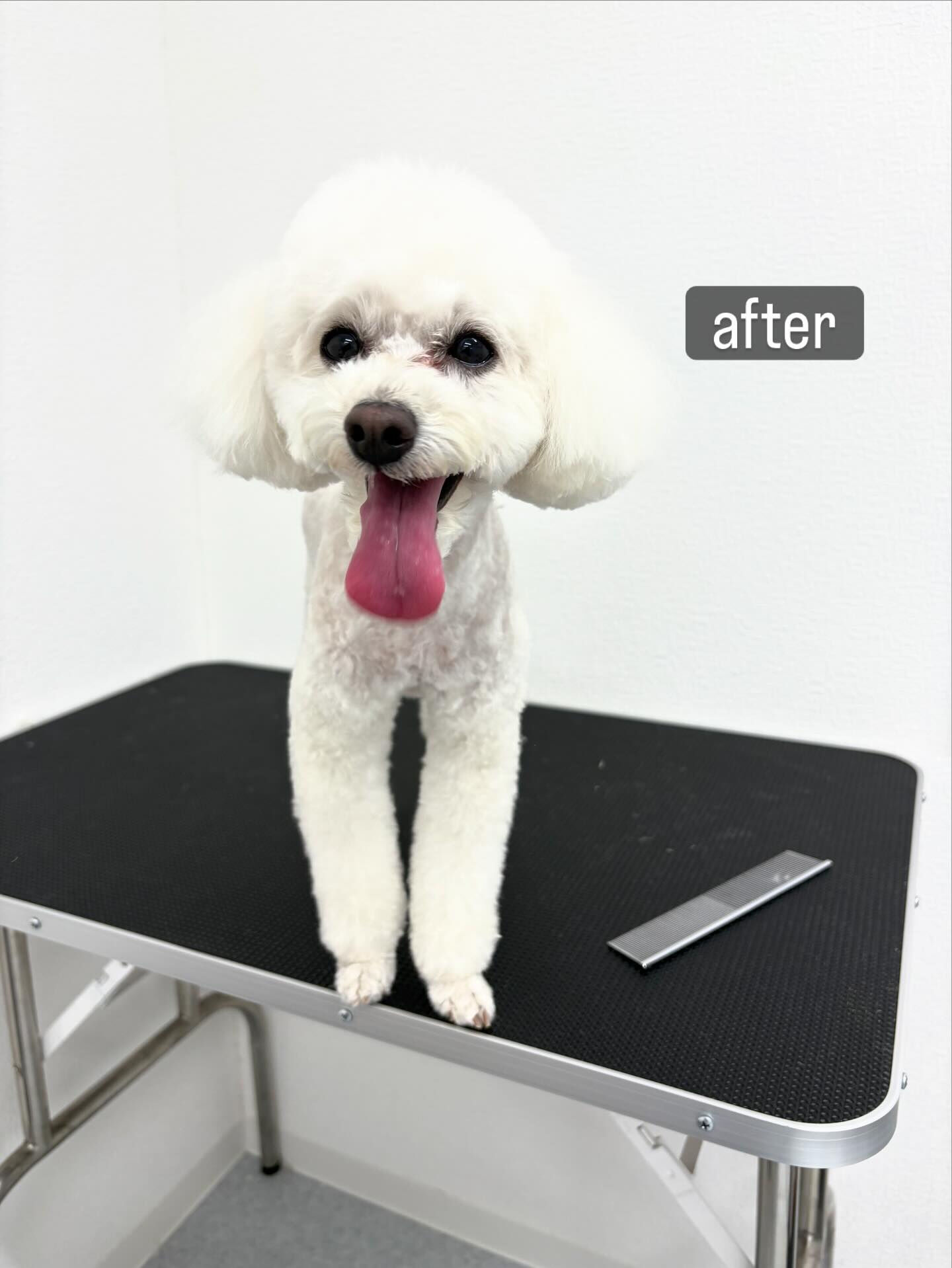 トリミング後に体を痒がるという子がご来店くださいました🐶🫧