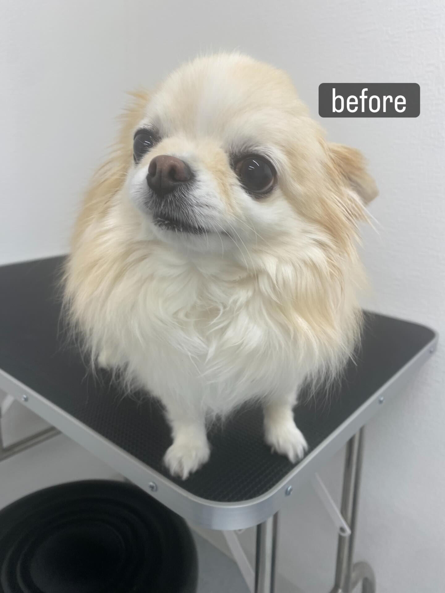 シャンプーコースをご利用いただきました🐶🫧