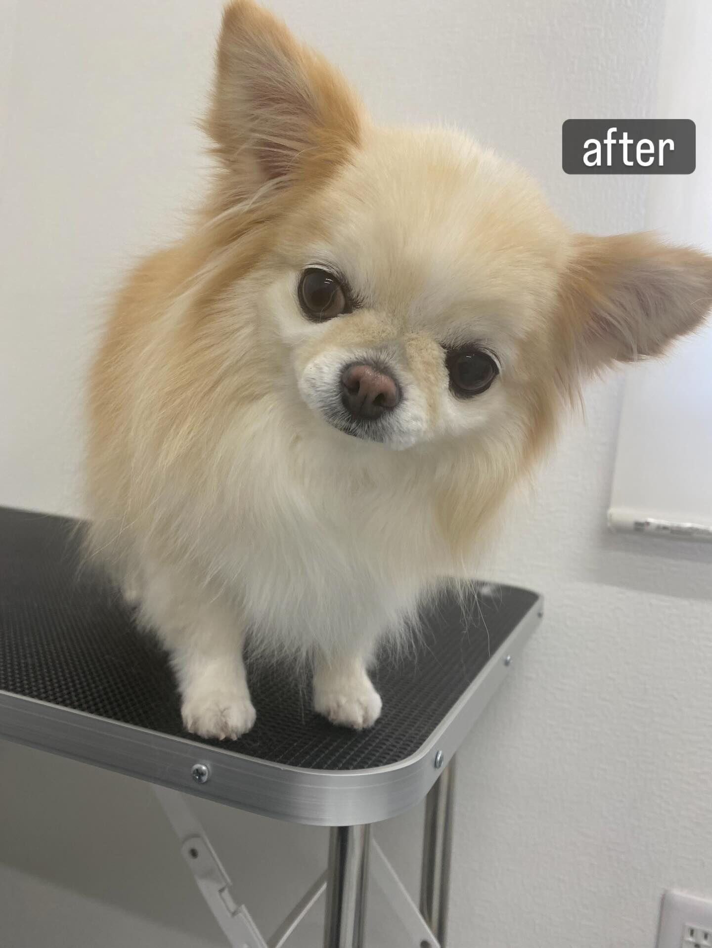 シャンプーコースをご利用いただきました🐶🫧