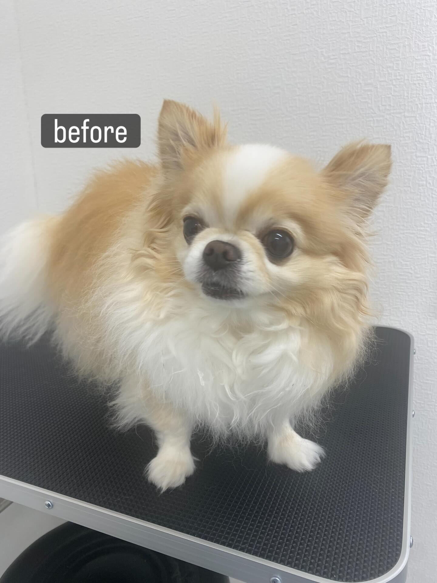 シャンプーコースをご利用いただきました🐶🫧