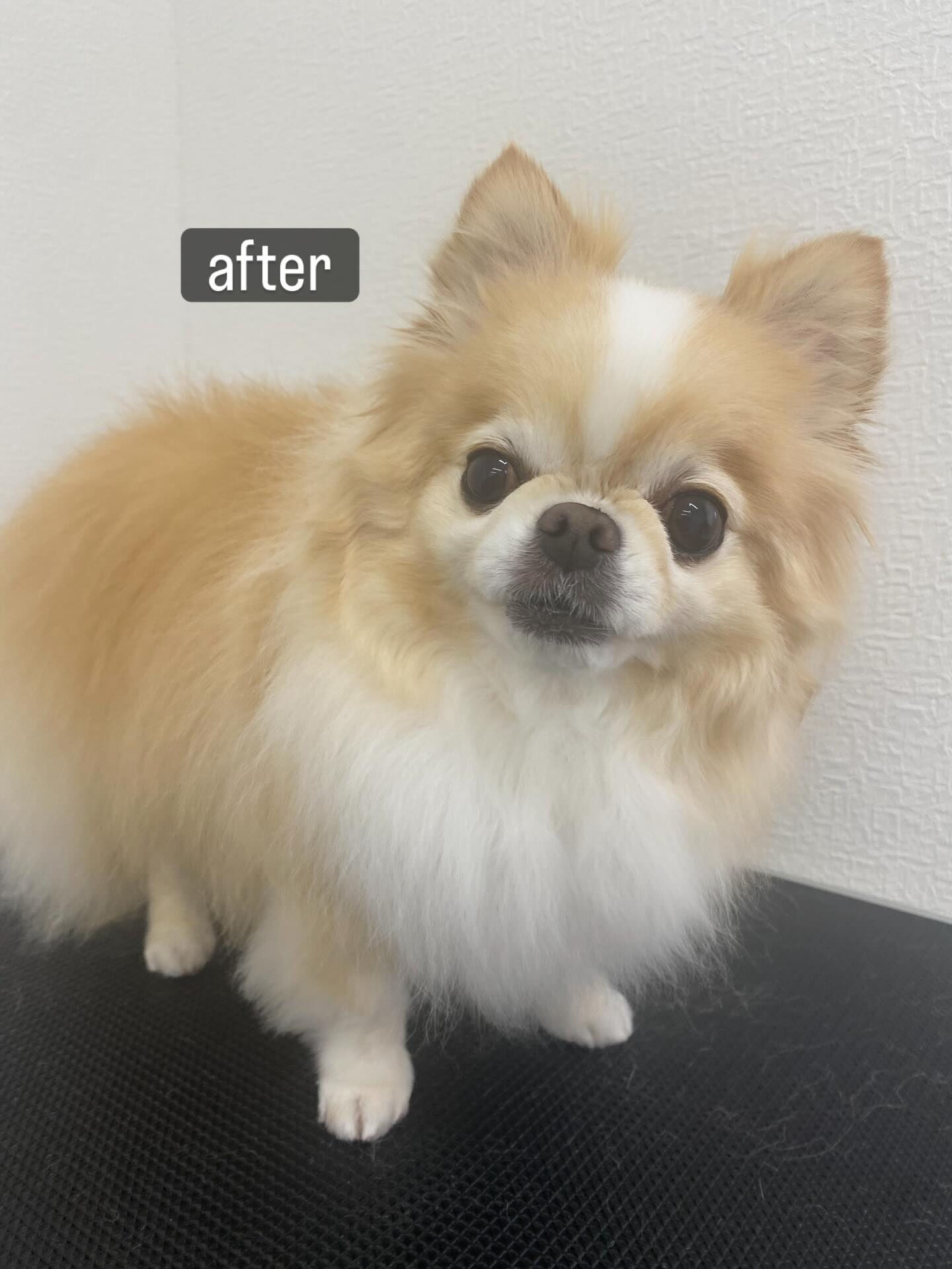 シャンプーコースをご利用いただきました🐶🫧