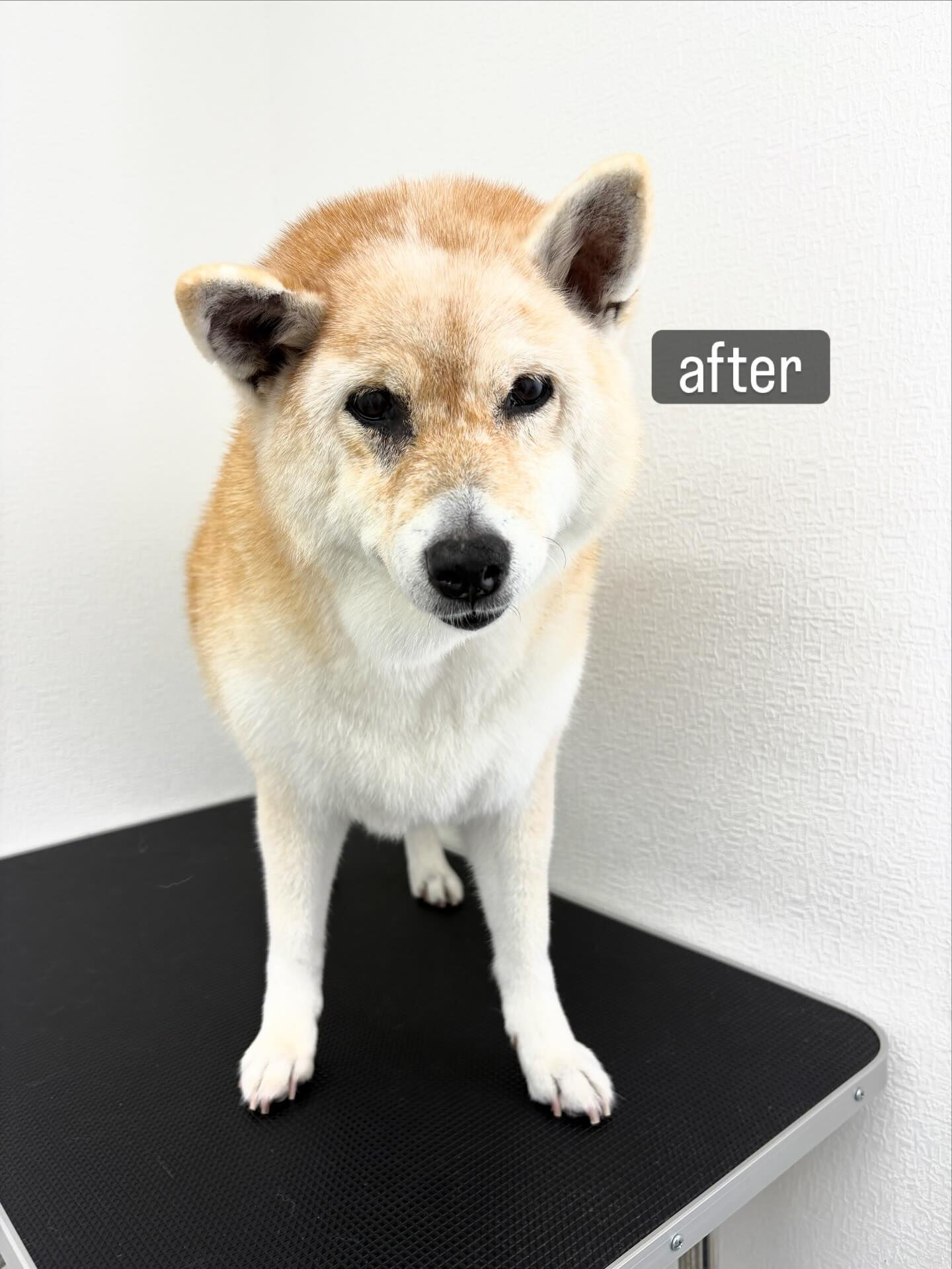 病気が見つかり治療中だったメイちゃん