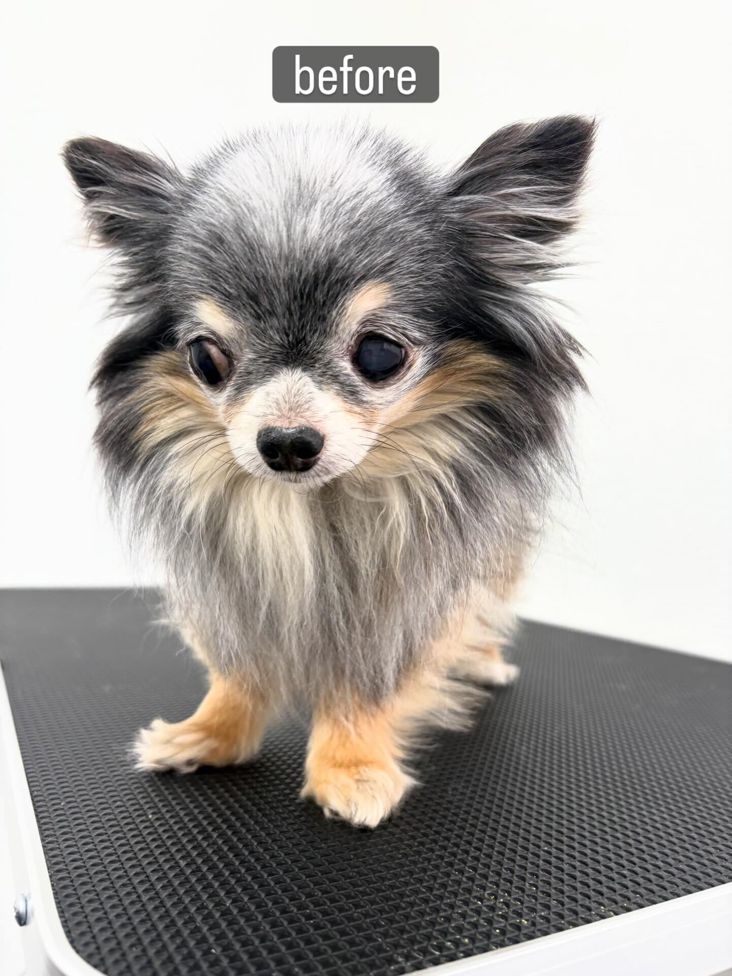 前回立ち合いトリミングだったきくじろうくん🐶