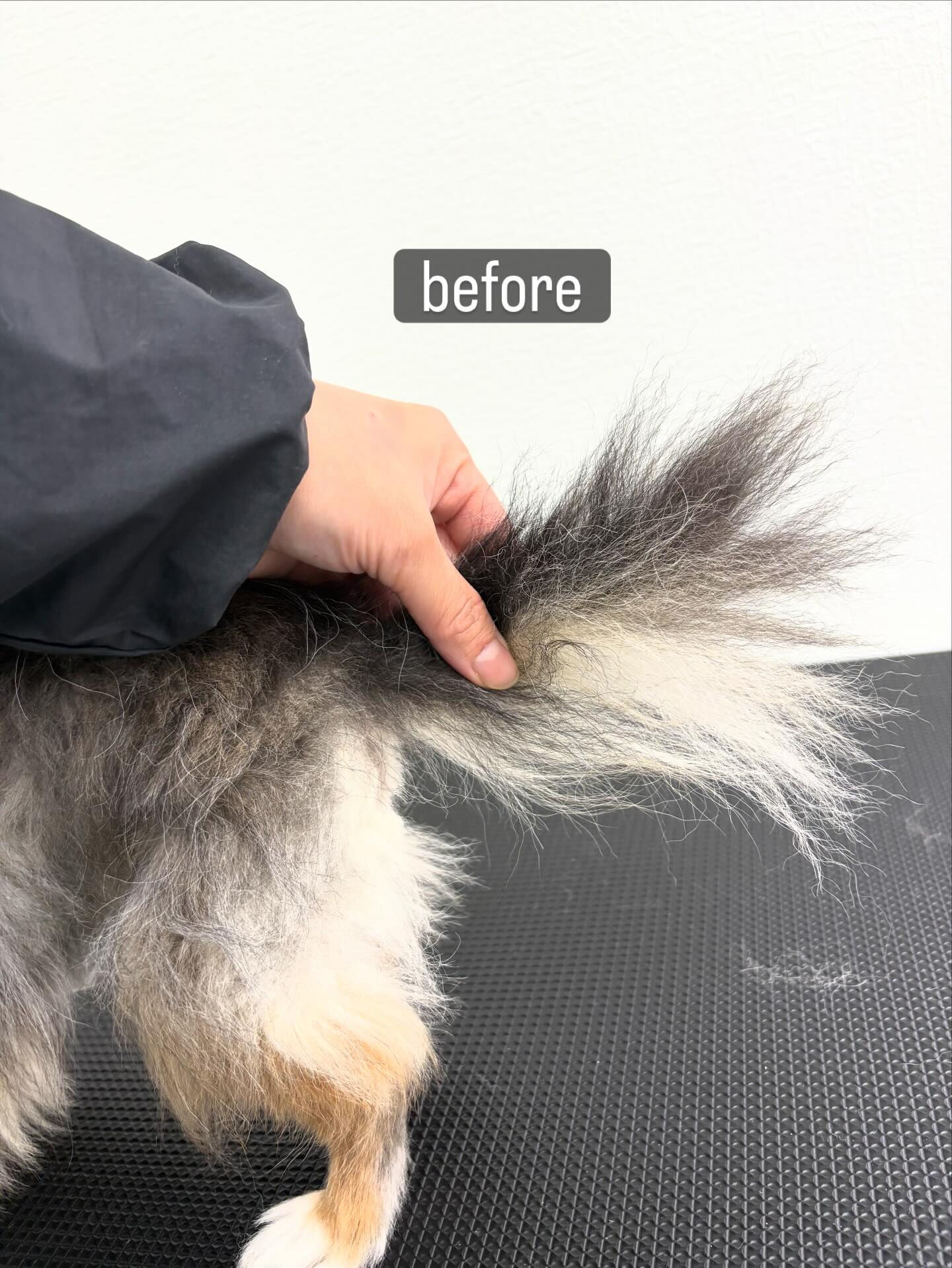前回立ち合いトリミングだったきくじろうくん🐶