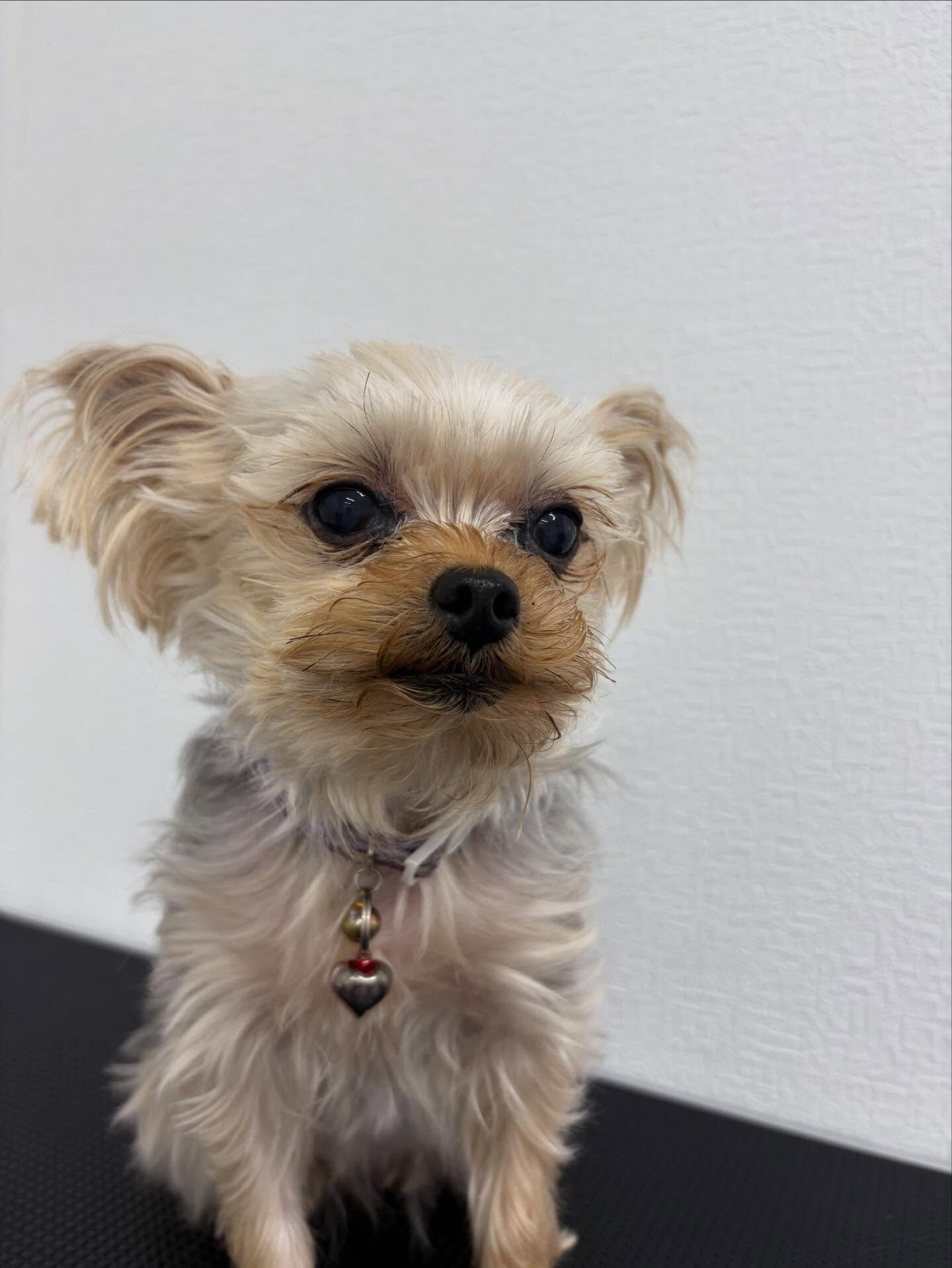かかりつけの動物病院さんからのご紹介でお手入れに来てくださっ