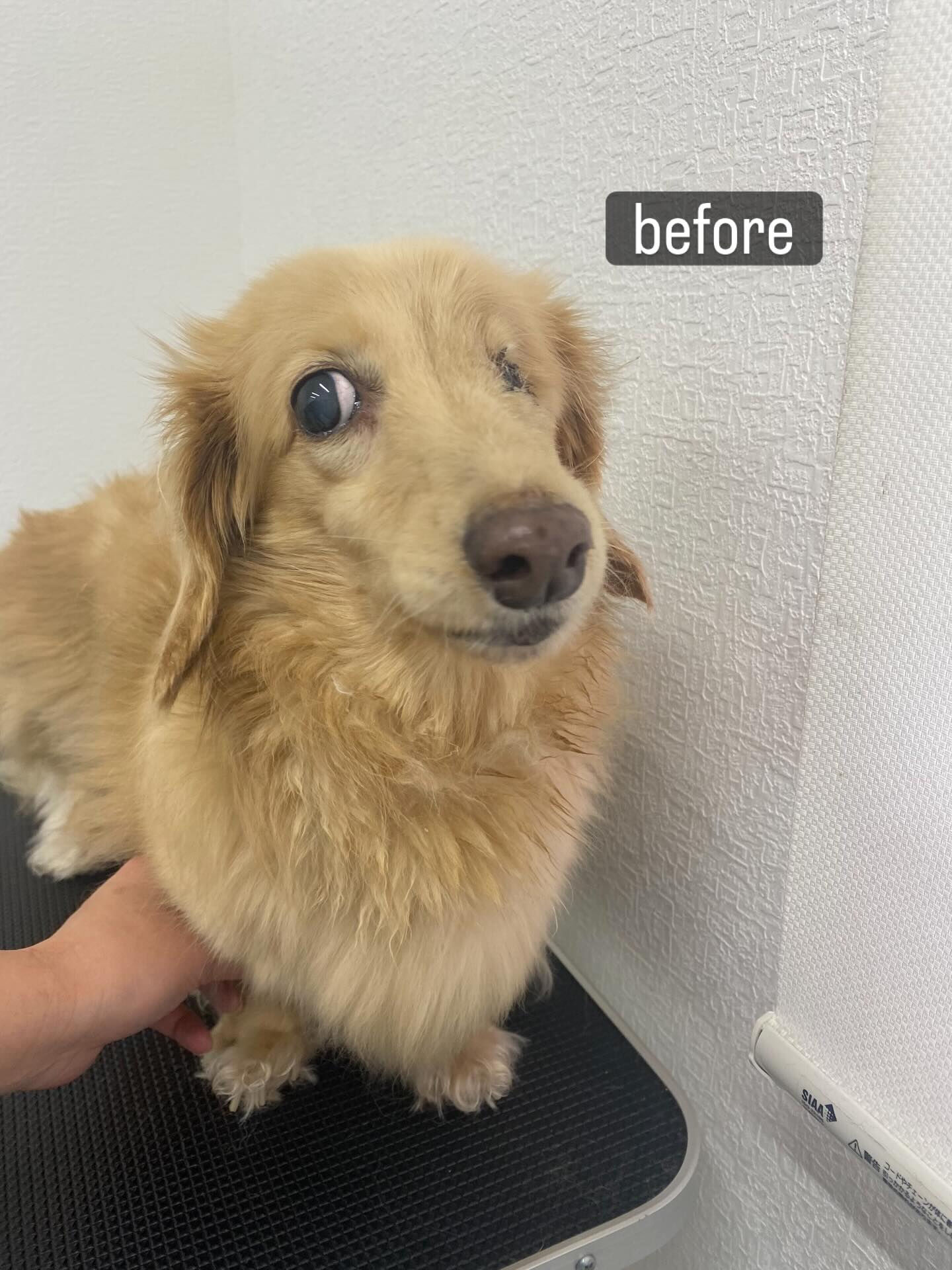 「手術をして片目がなくて、老犬なんですけどやってもらえますか