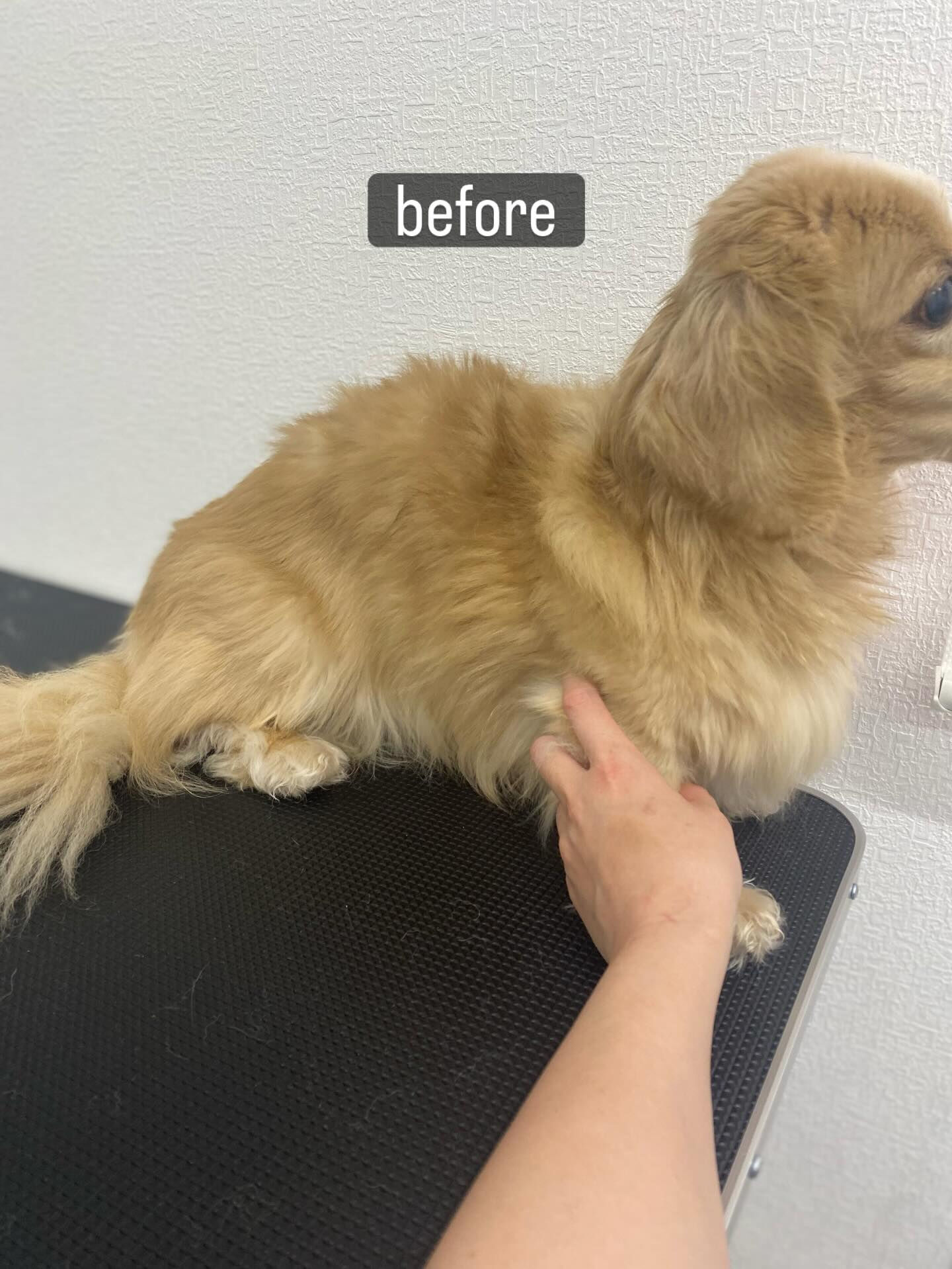「手術をして片目がなくて、老犬なんですけどやってもらえますか