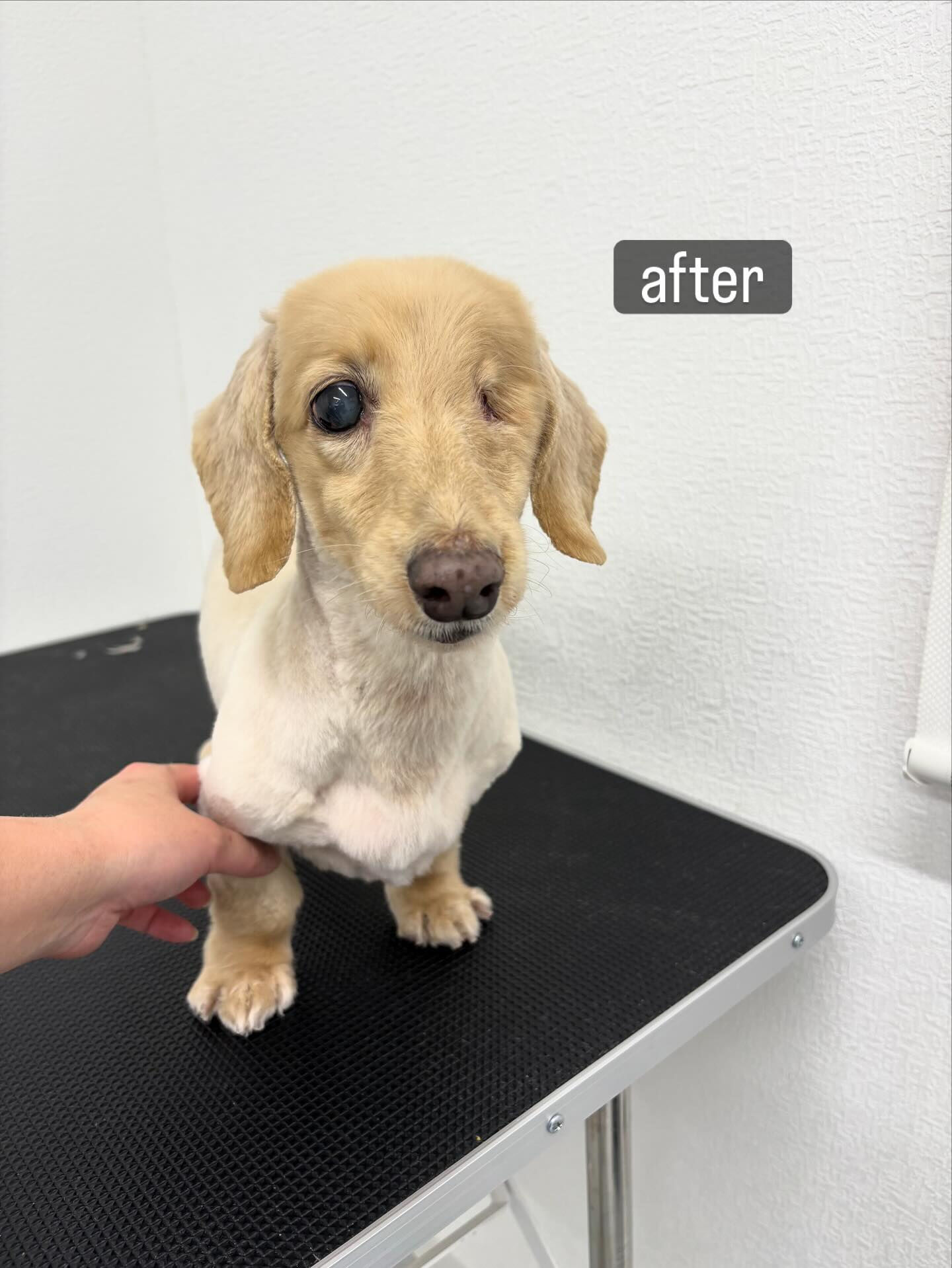 「手術をして片目がなくて、老犬なんですけどやってもらえますか