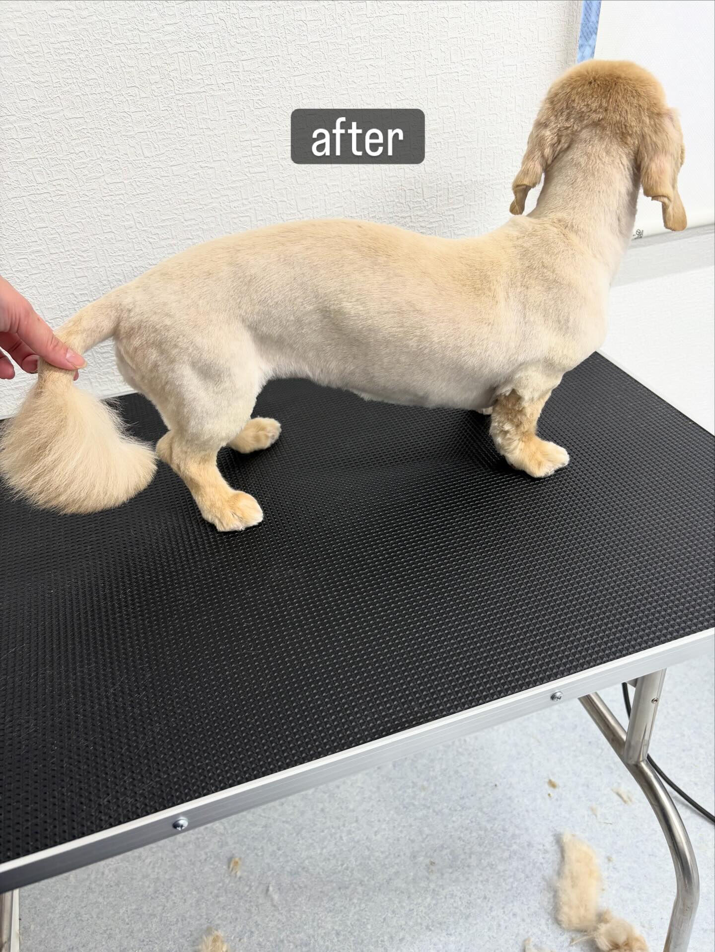 「手術をして片目がなくて、老犬なんですけどやってもらえますか