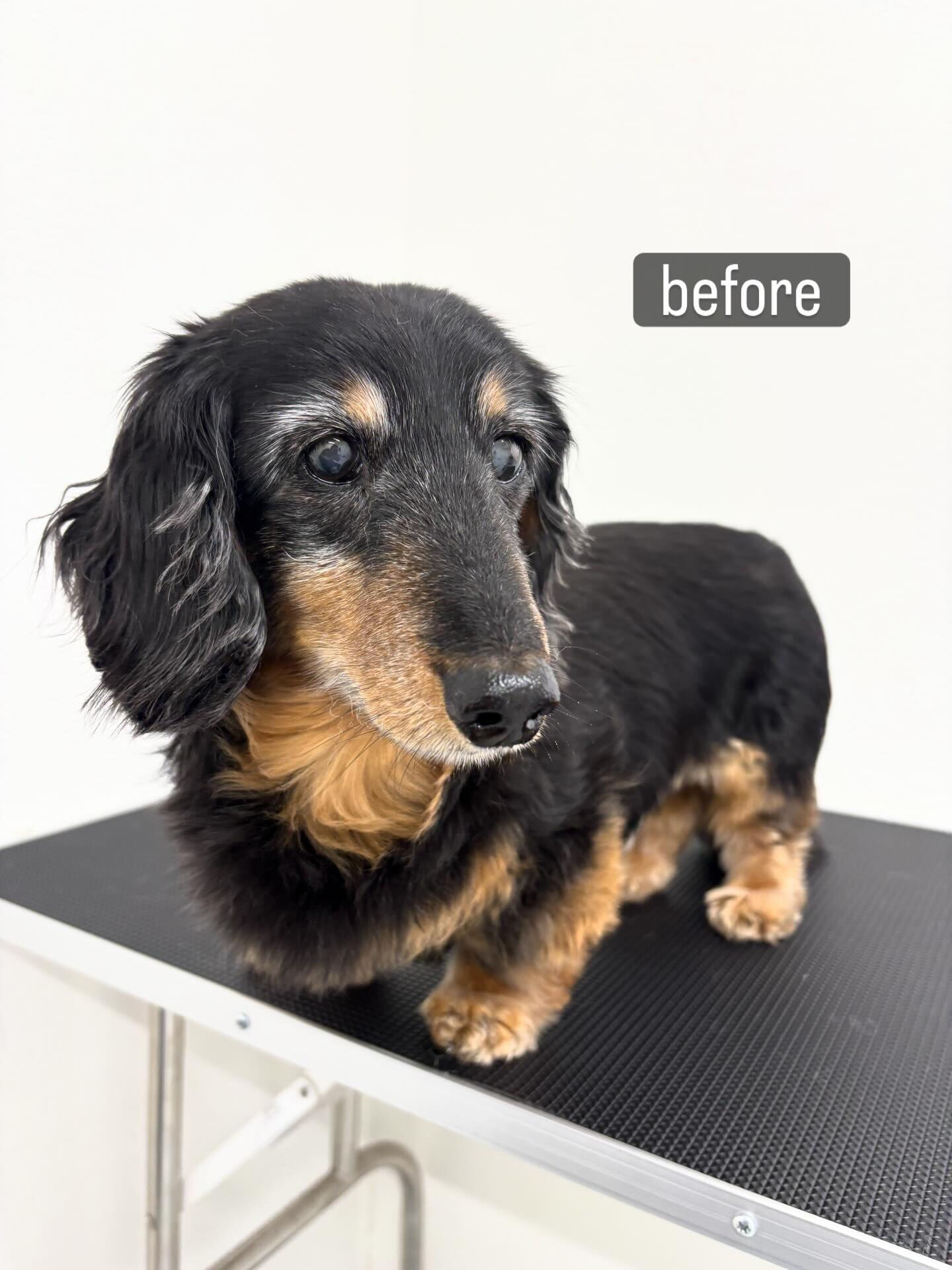 老犬さんであること、フケが出やすく爪切りも苦手だということで