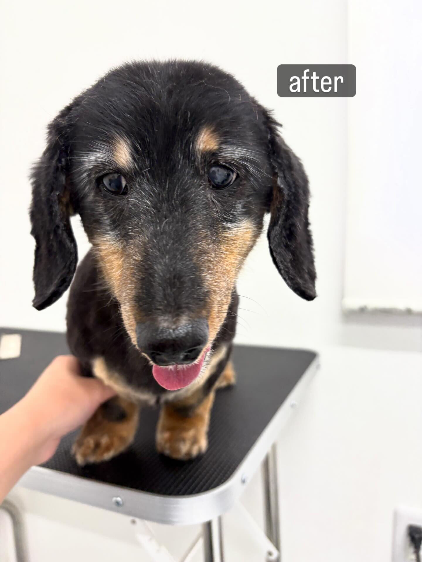 老犬さんであること、フケが出やすく爪切りも苦手だということで