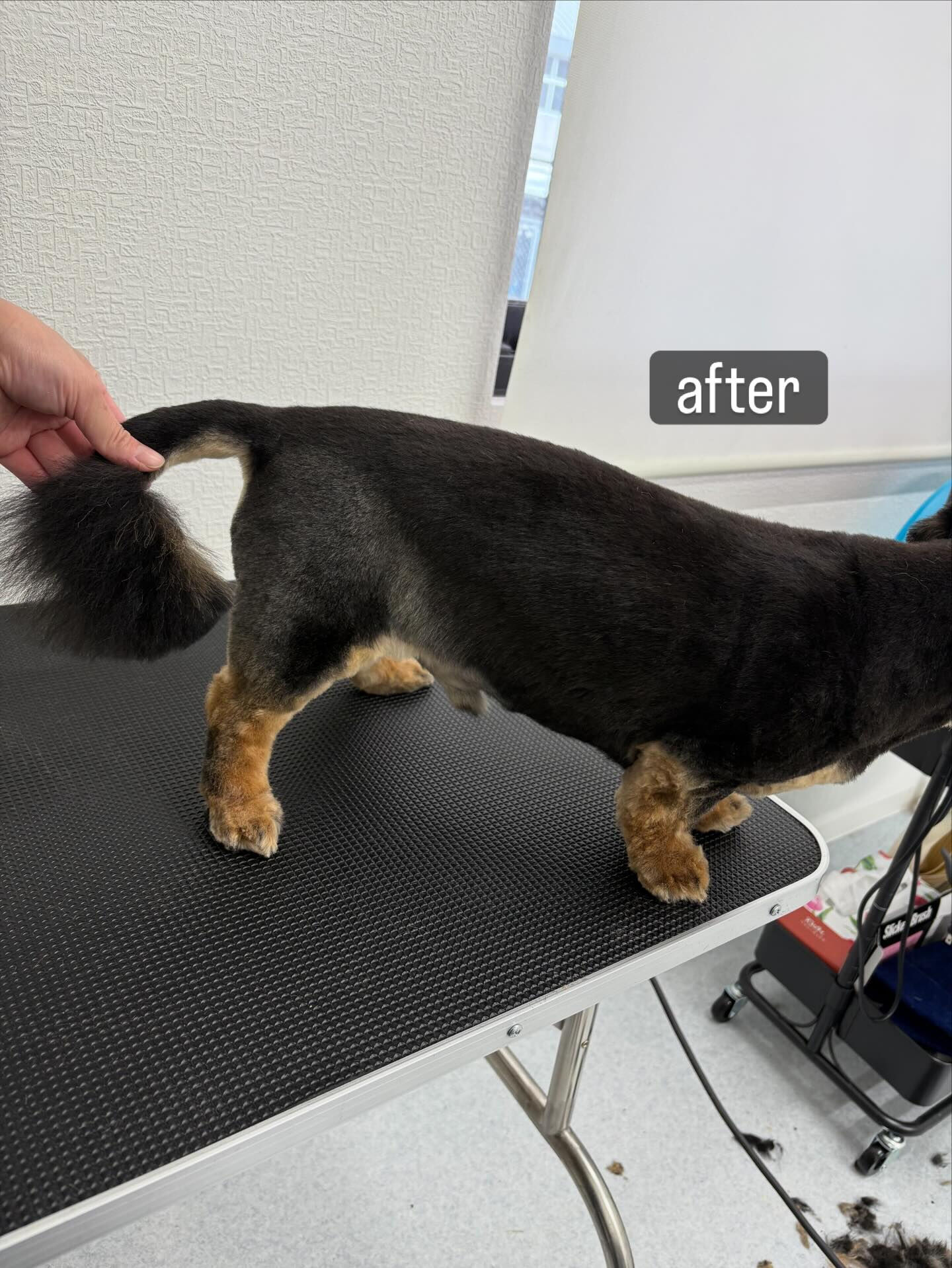老犬さんであること、フケが出やすく爪切りも苦手だということで