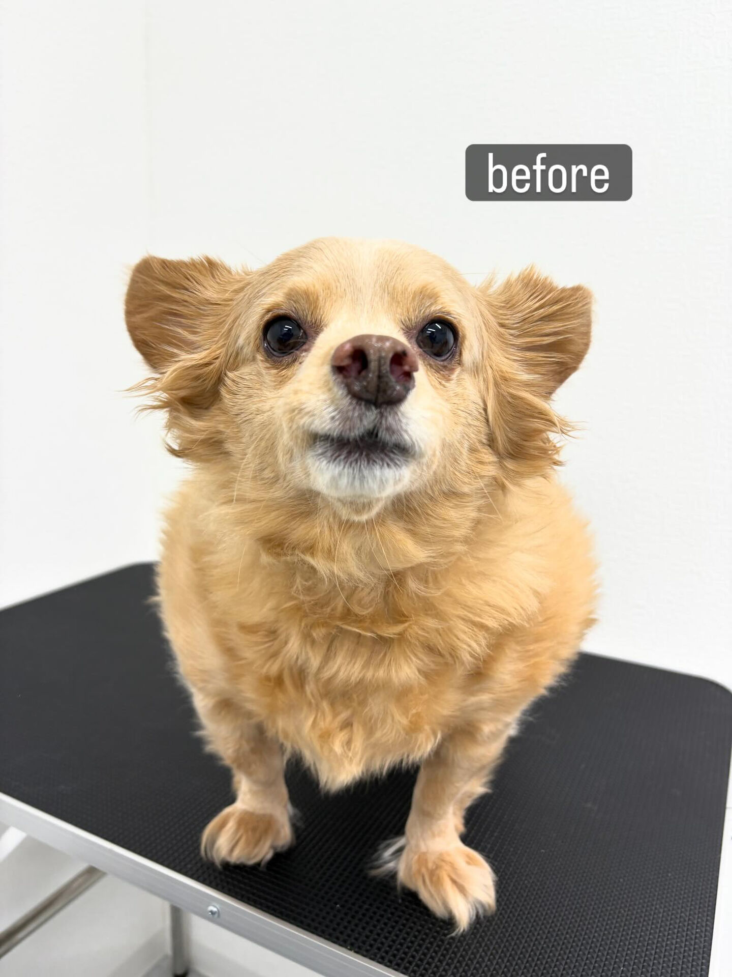 サマーカットご希望でご利用いただきました🐶✂️