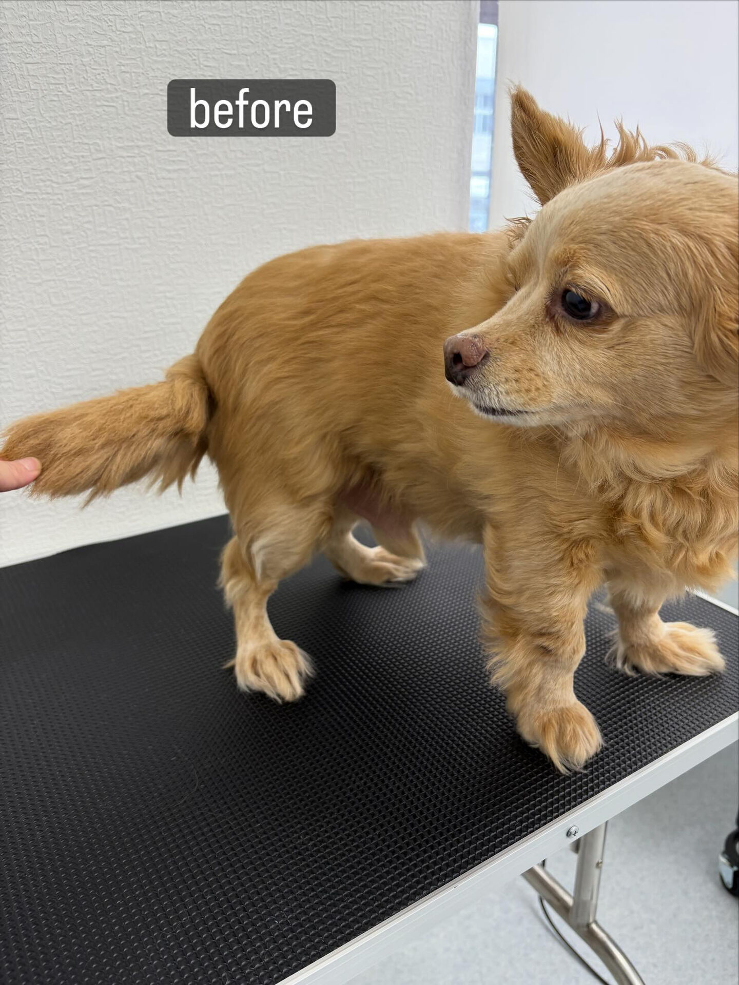 サマーカットご希望でご利用いただきました🐶✂️