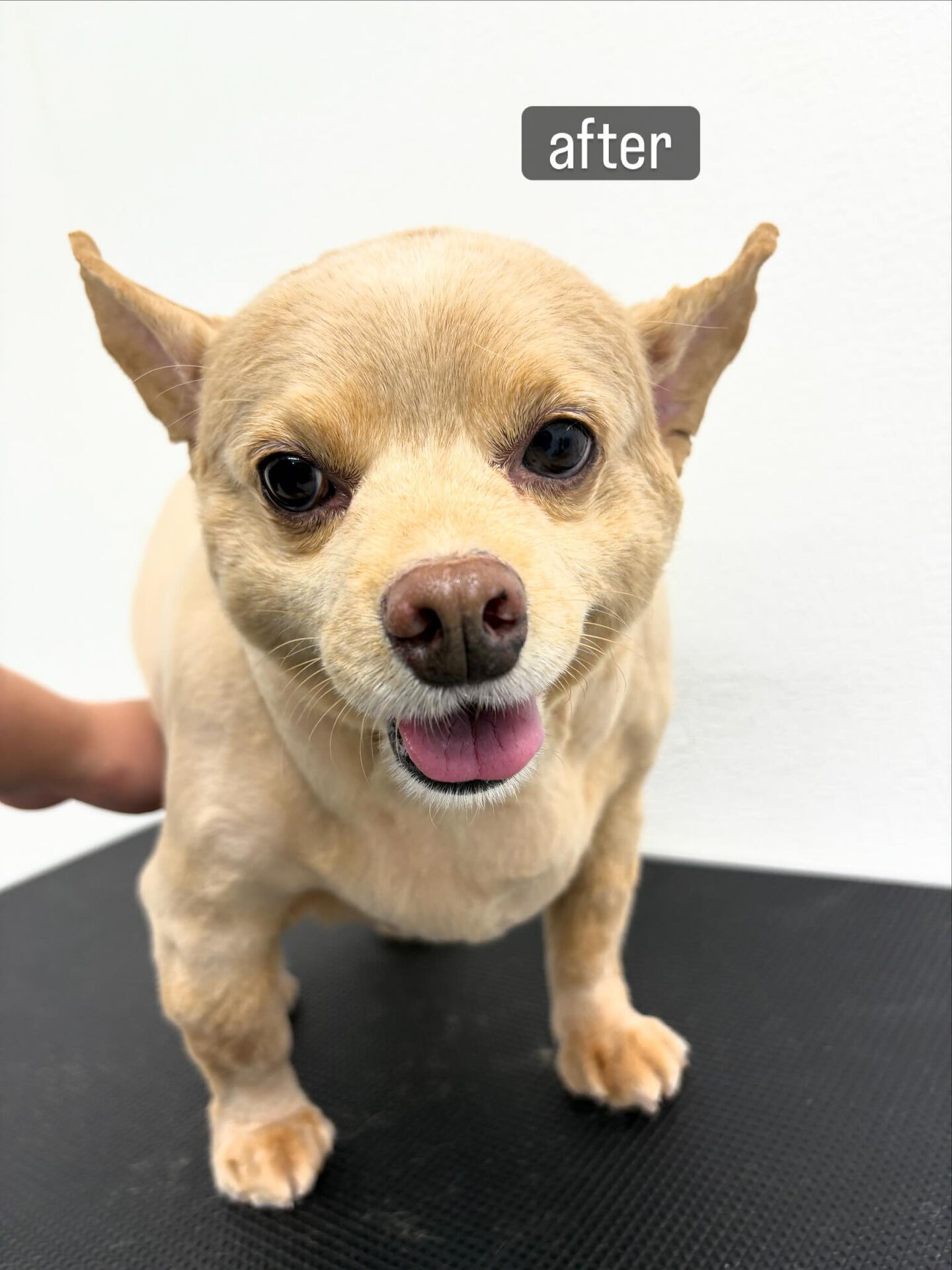サマーカットご希望でご利用いただきました🐶✂️