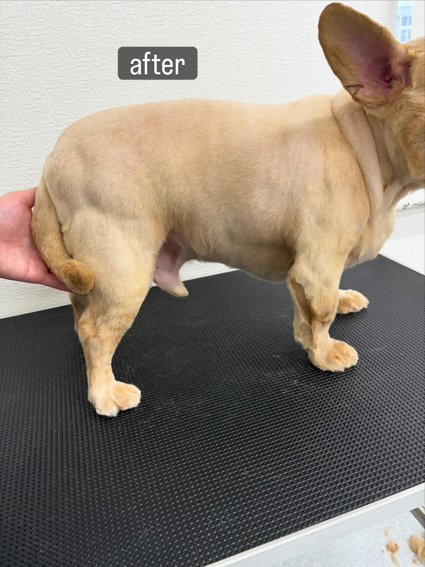 サマーカットご希望でご利用いただきました🐶✂️