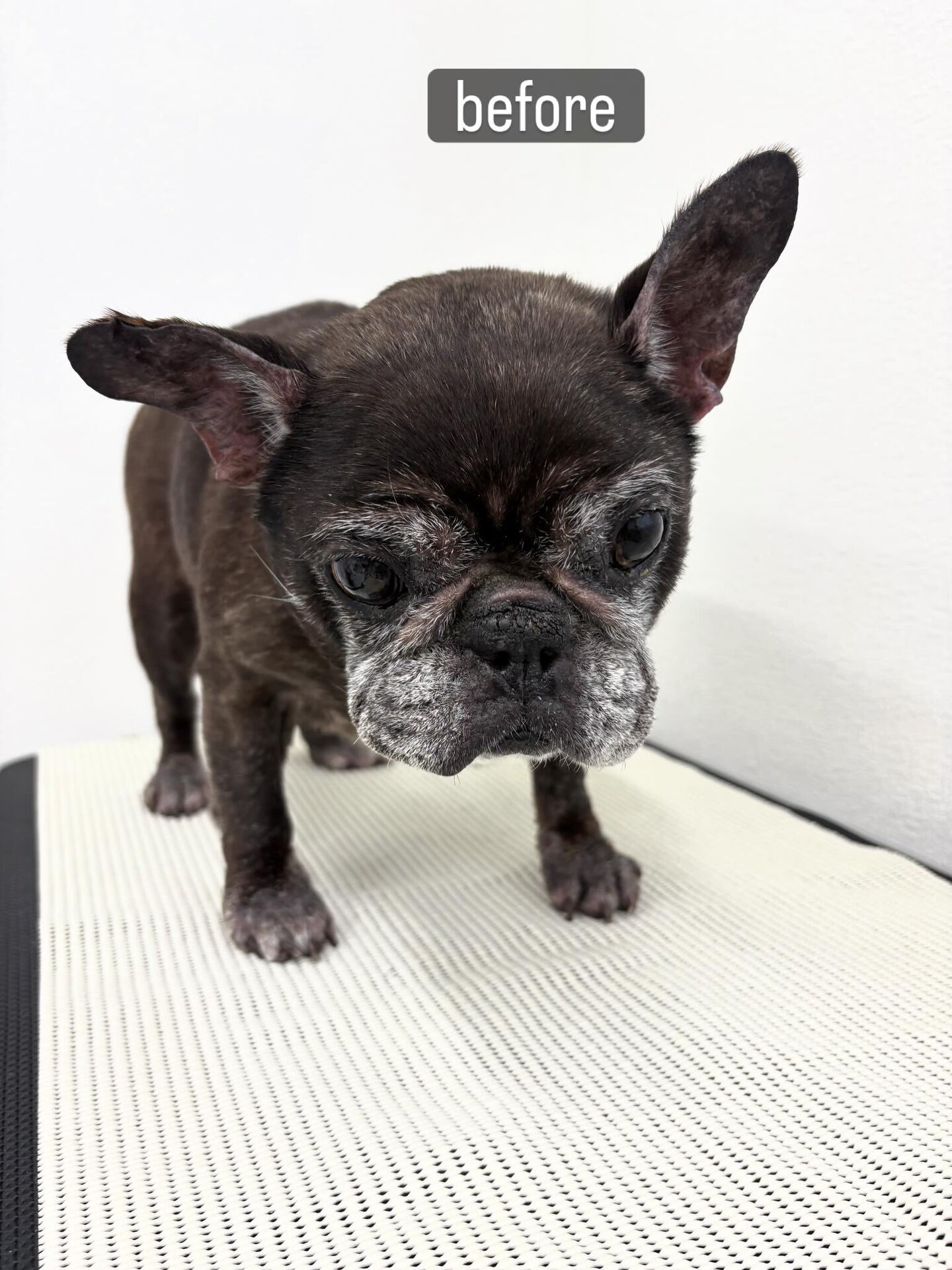 動物病院併設サロンが遠く、今までご自宅でのケアを中心に頑張っ