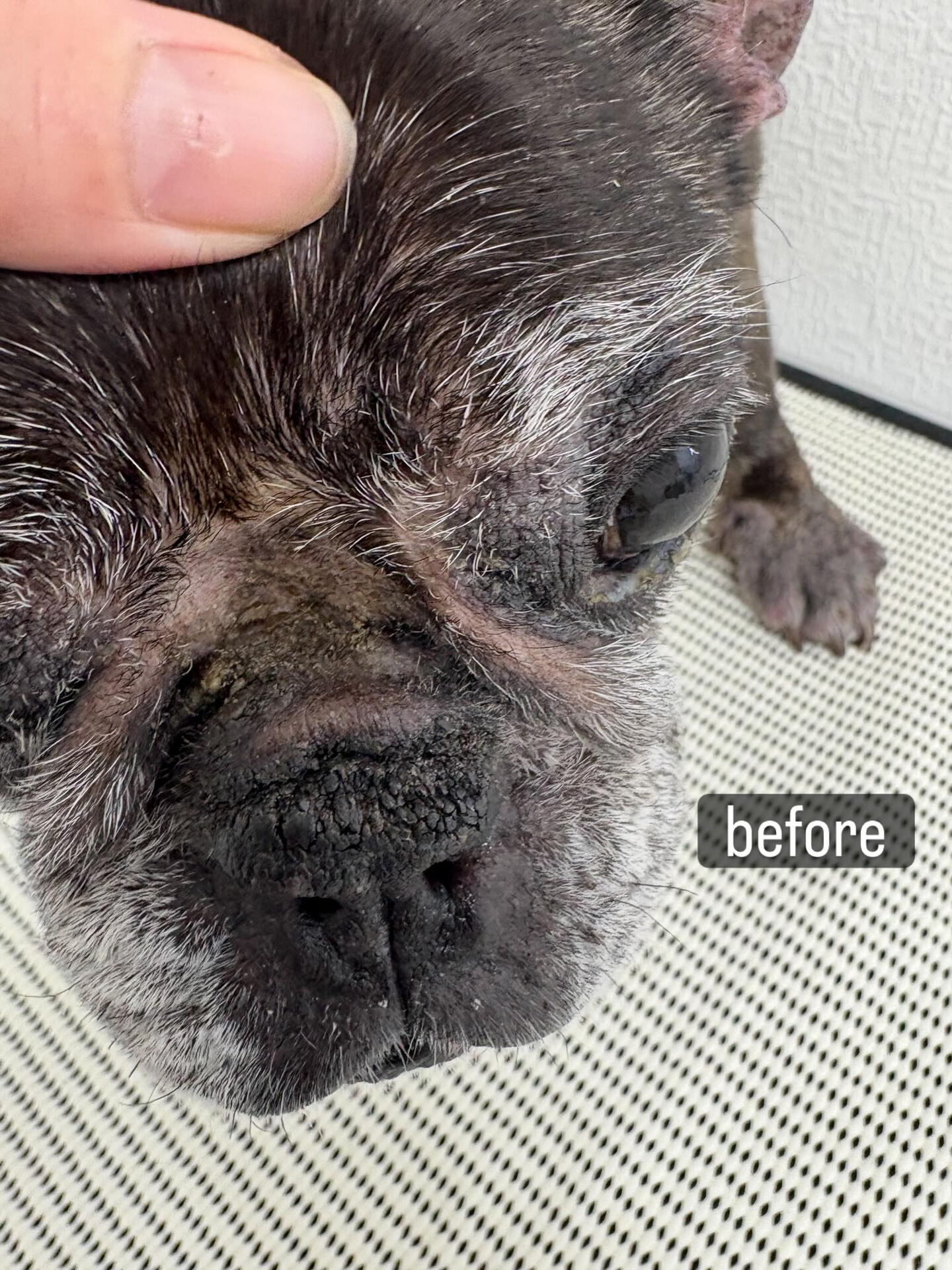 動物病院併設サロンが遠く、今までご自宅でのケアを中心に頑張っ