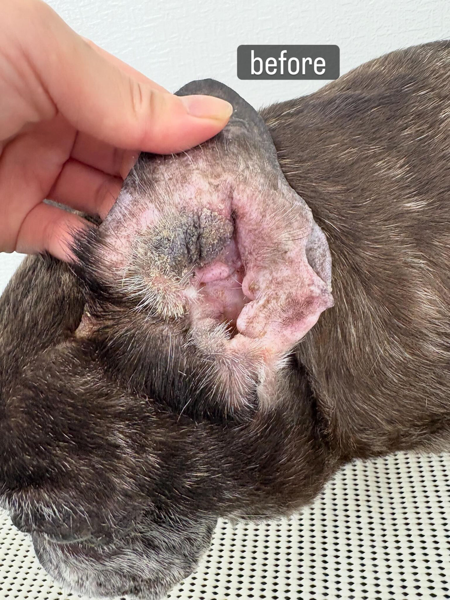 動物病院併設サロンが遠く、今までご自宅でのケアを中心に頑張っ