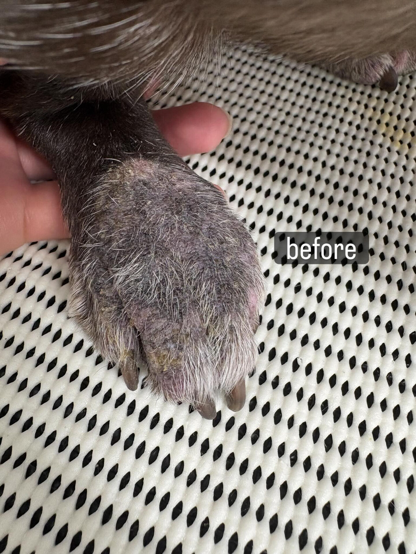 動物病院併設サロンが遠く、今までご自宅でのケアを中心に頑張っ
