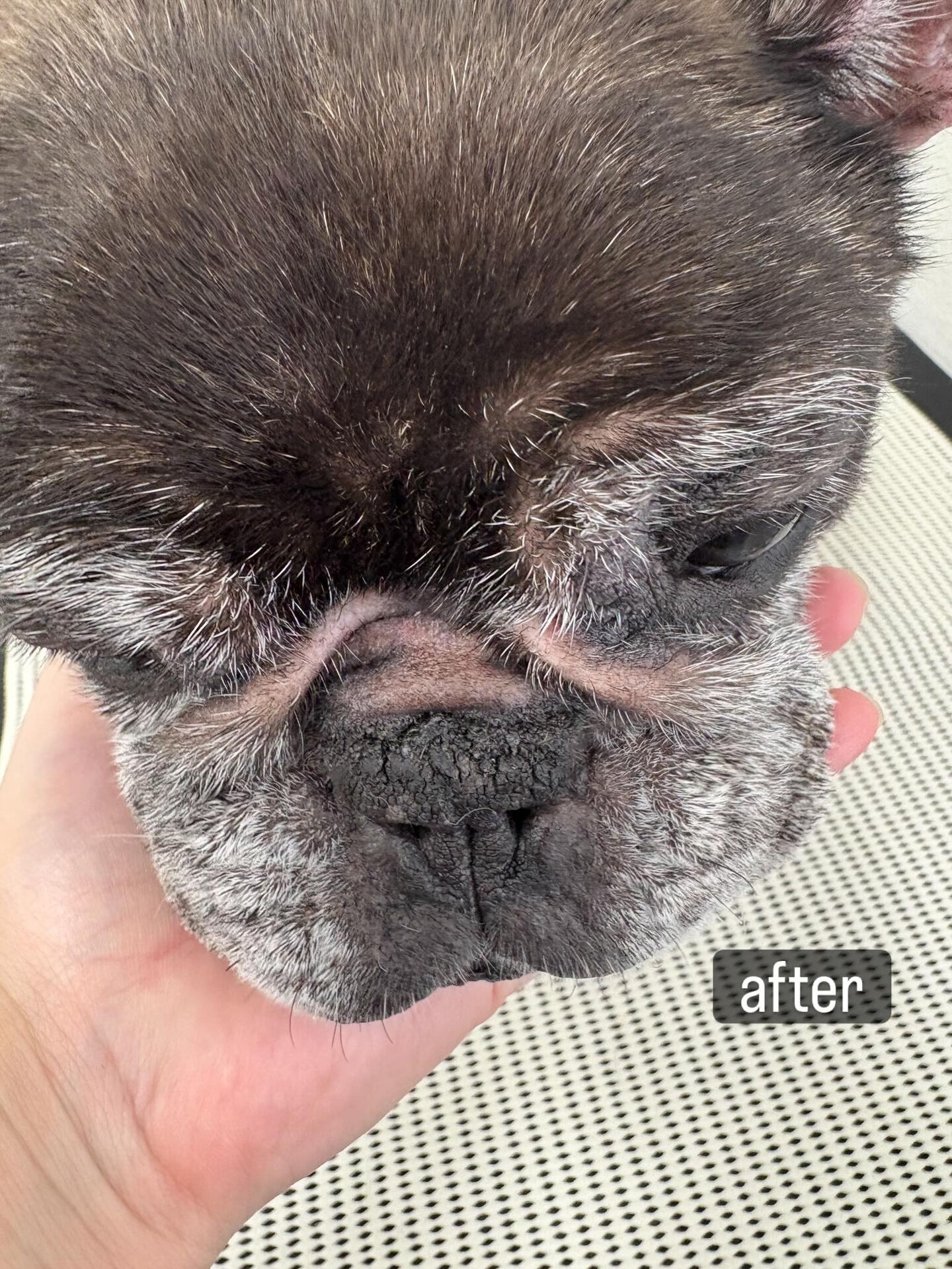 動物病院併設サロンが遠く、今までご自宅でのケアを中心に頑張っ
