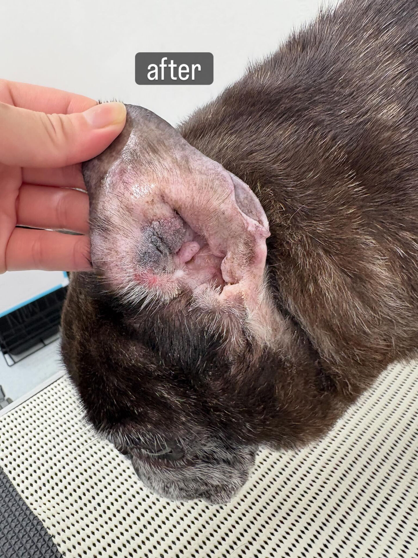動物病院併設サロンが遠く、今までご自宅でのケアを中心に頑張っ