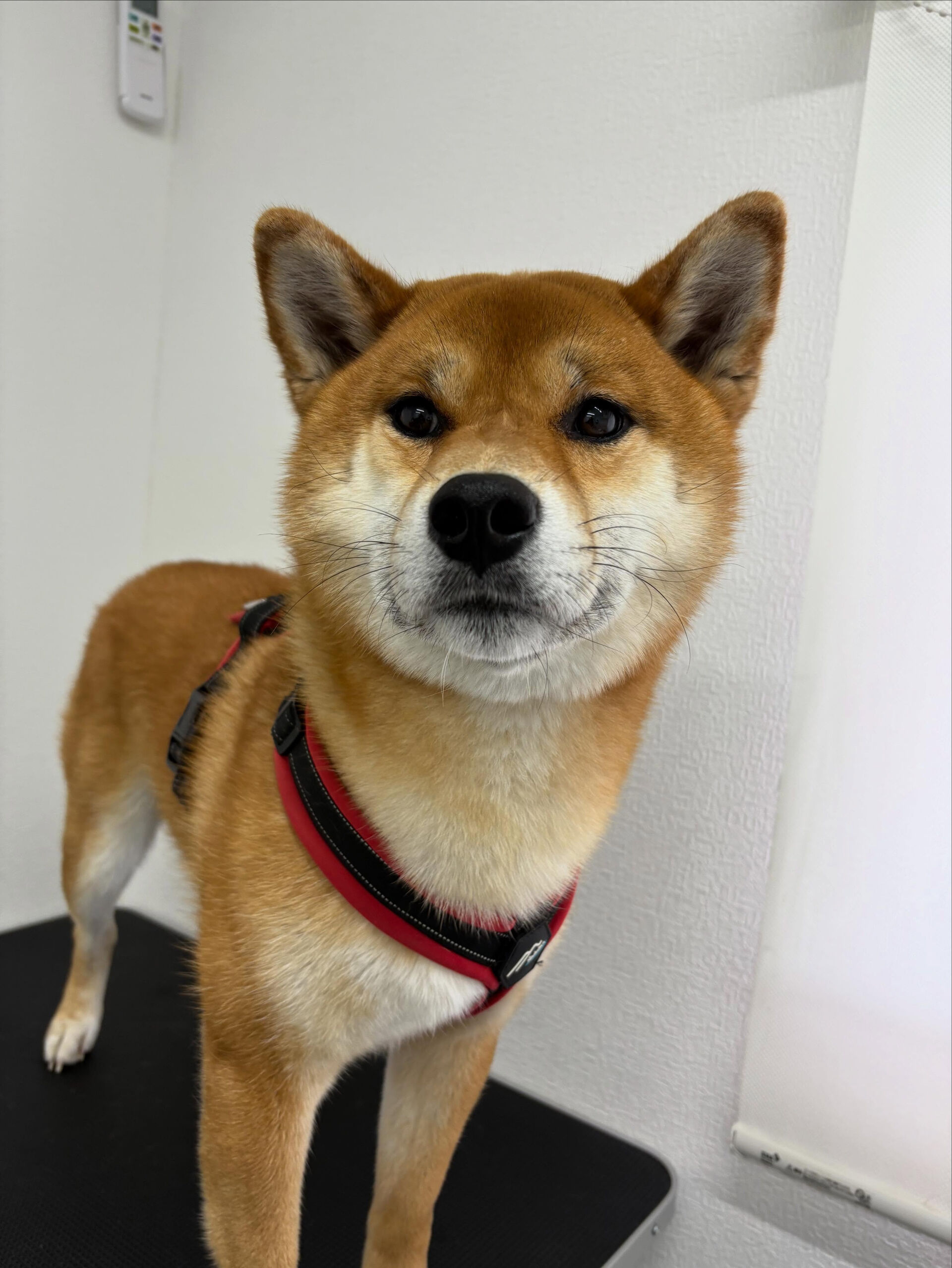 爪切り、足裏バリカンのお手入れでご来店くださいました🐶✨