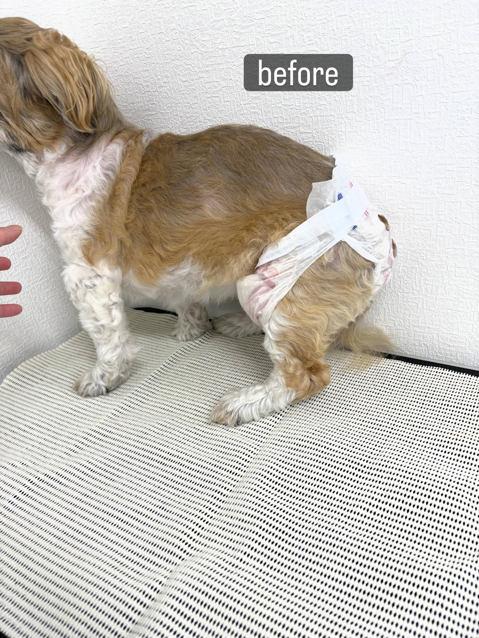 若い頃からずっと飼い主様がお手入れをされてこられたのですが、