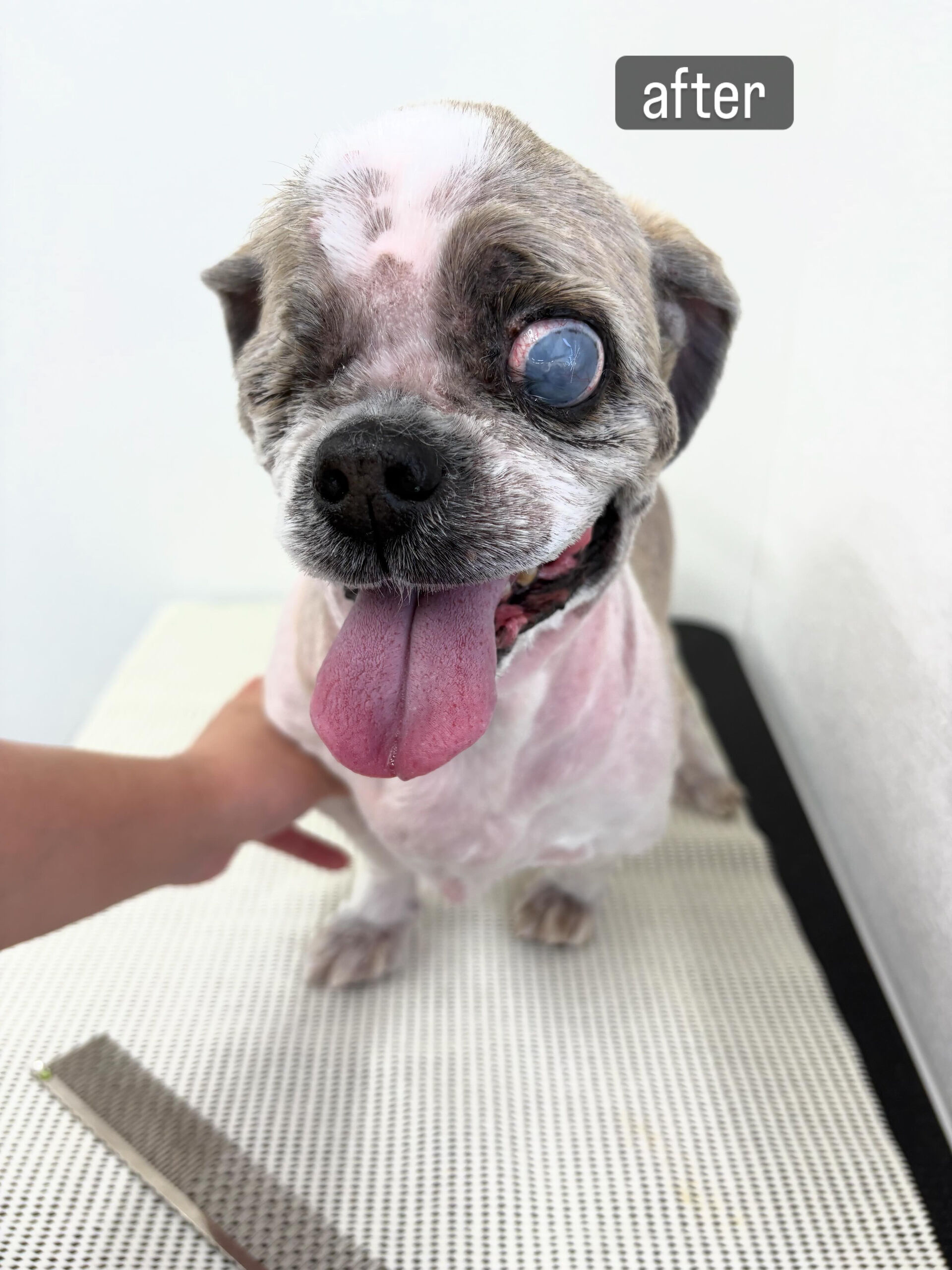 若い頃からずっと飼い主様がお手入れをされてこられたのですが、
