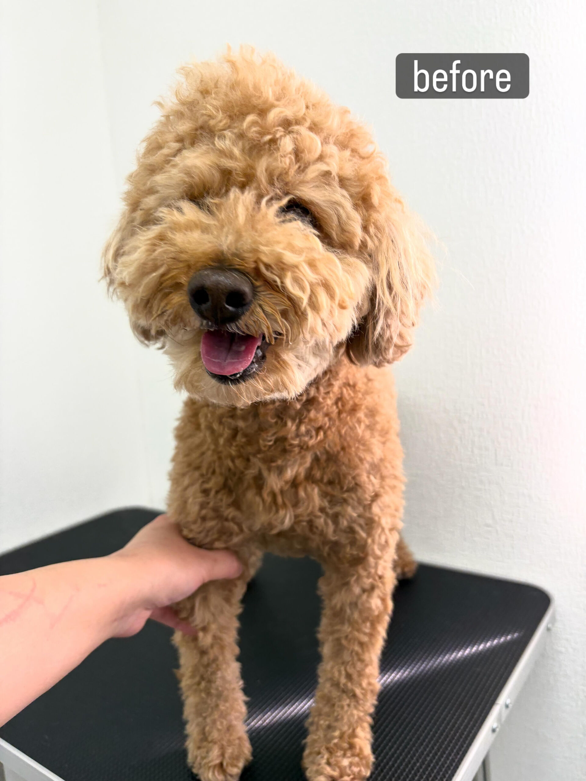 以前勤めていた動物病院の時からのお付き合いです🐶✂️