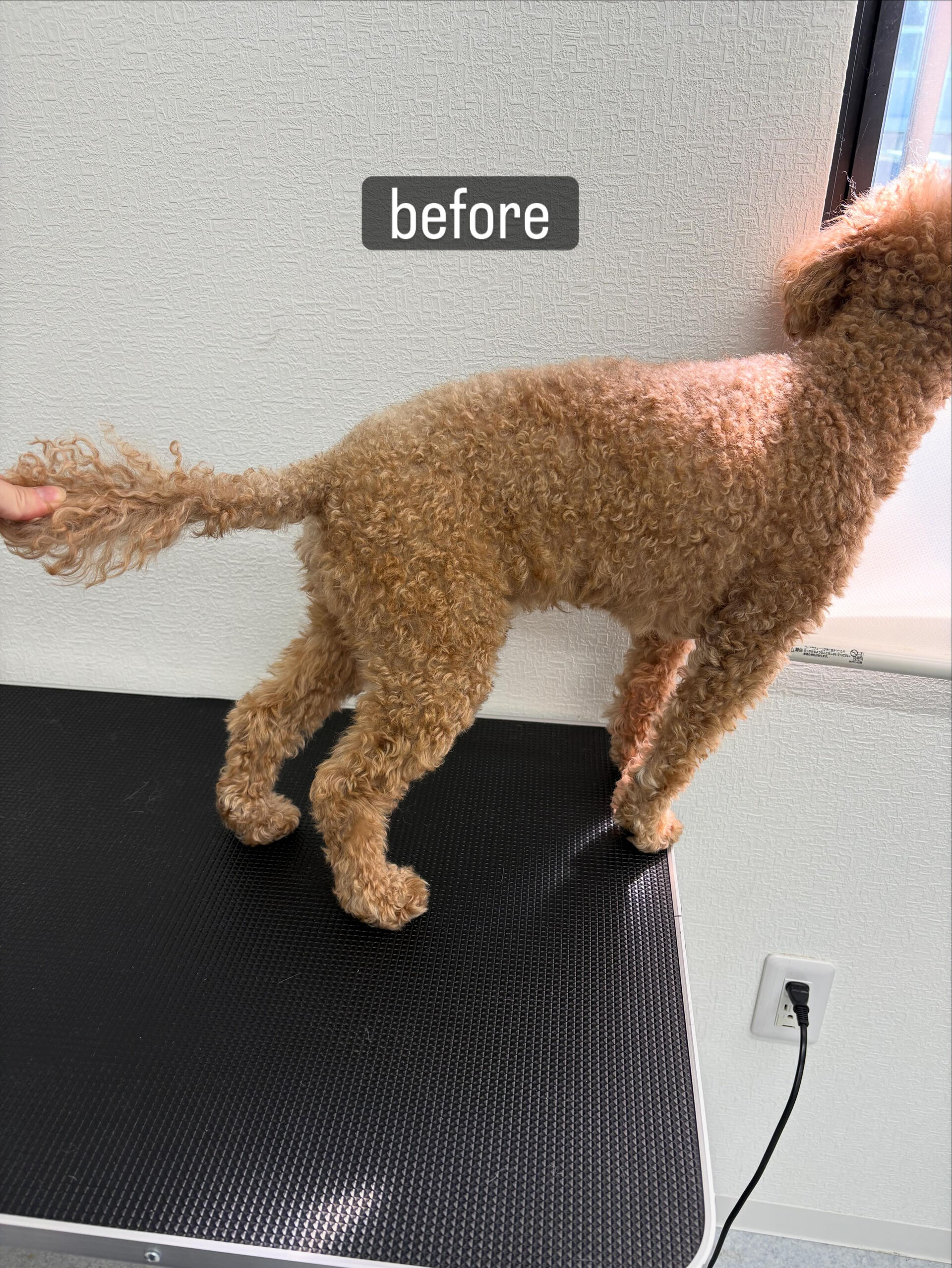 以前勤めていた動物病院の時からのお付き合いです🐶✂️