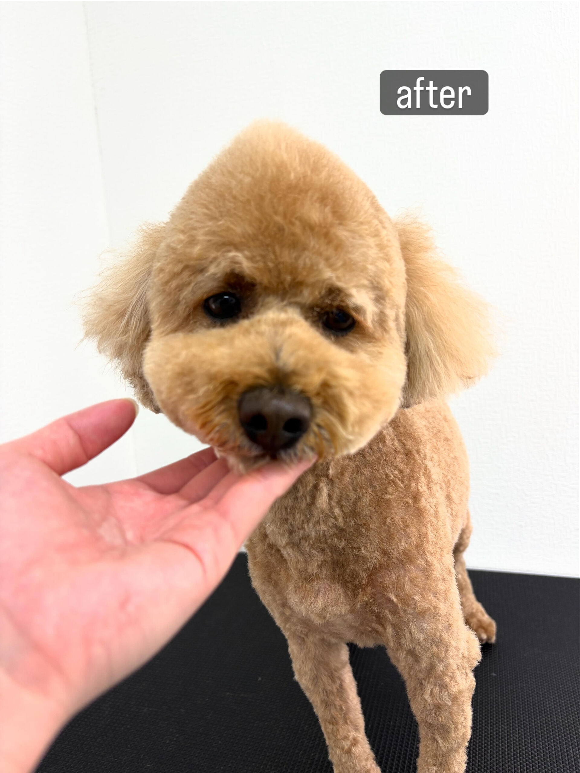 以前勤めていた動物病院の時からのお付き合いです🐶✂️