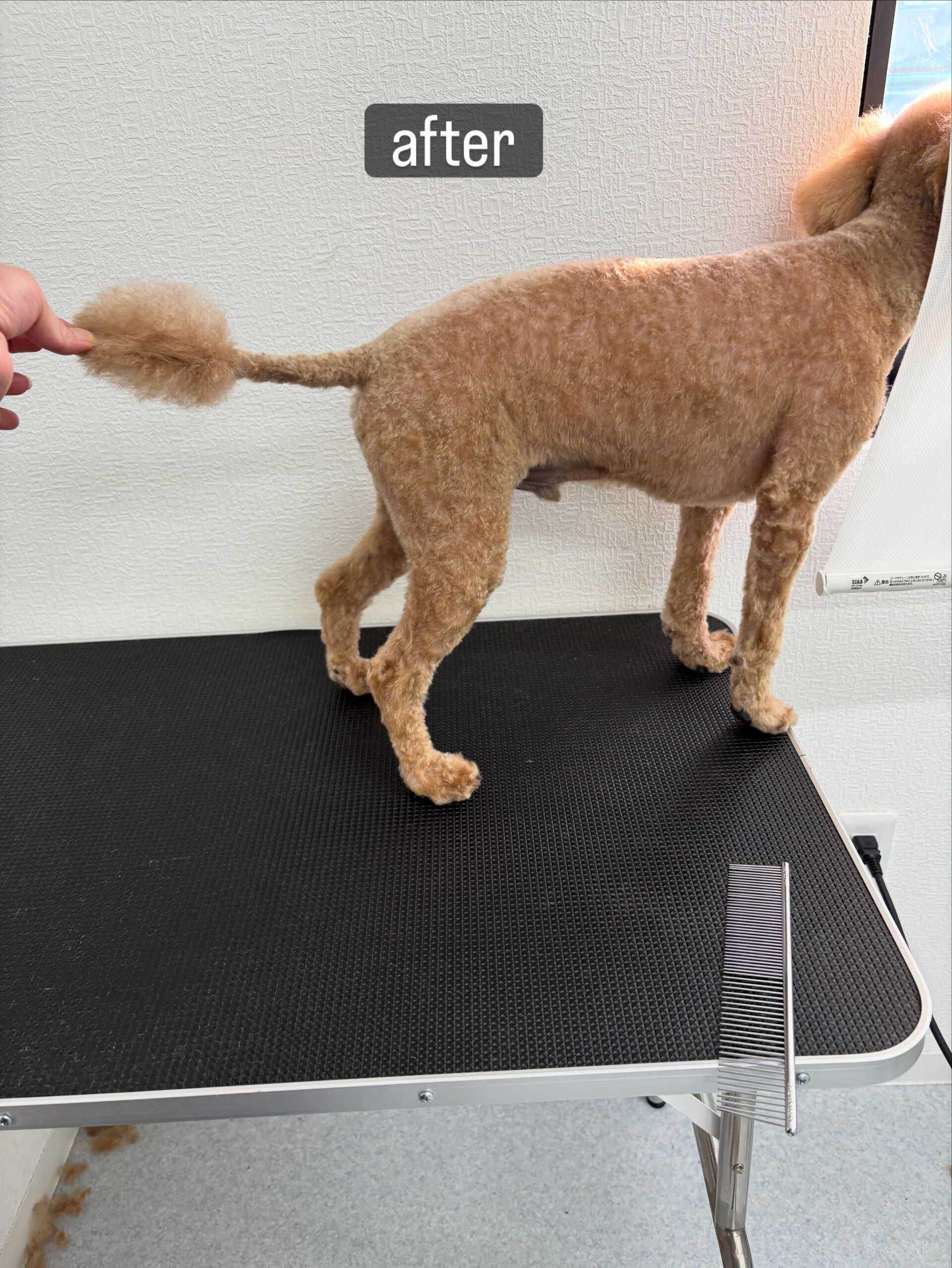 以前勤めていた動物病院の時からのお付き合いです🐶✂️