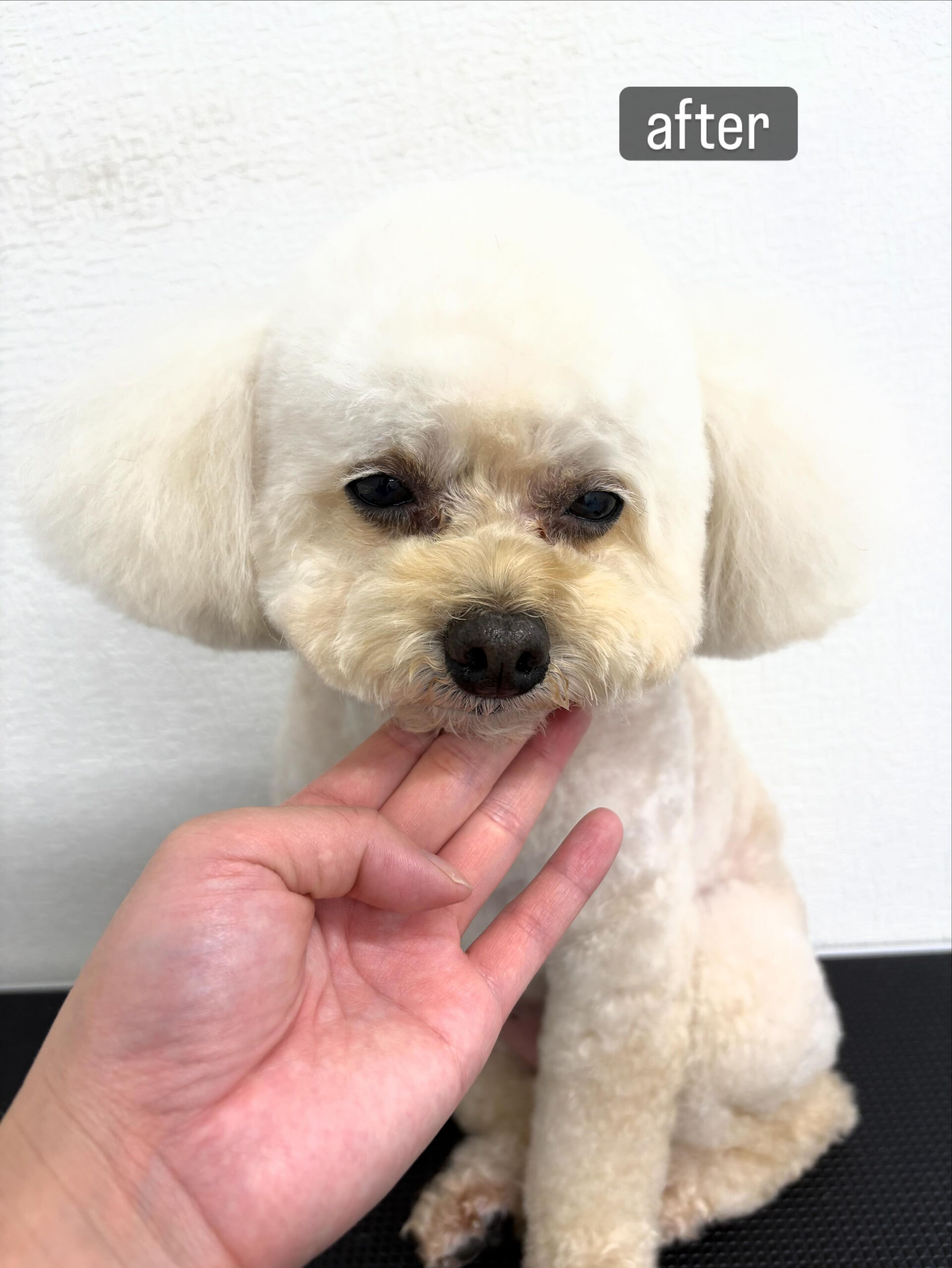 今までトリマーさんから特に言われたことはないけどお家でのお手