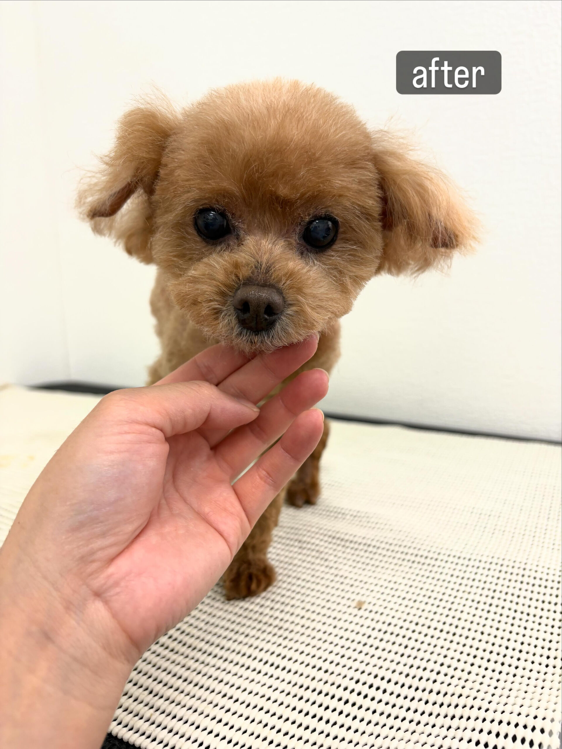 足がフラフラしてなかなか立っていられないとのことで、そんな状