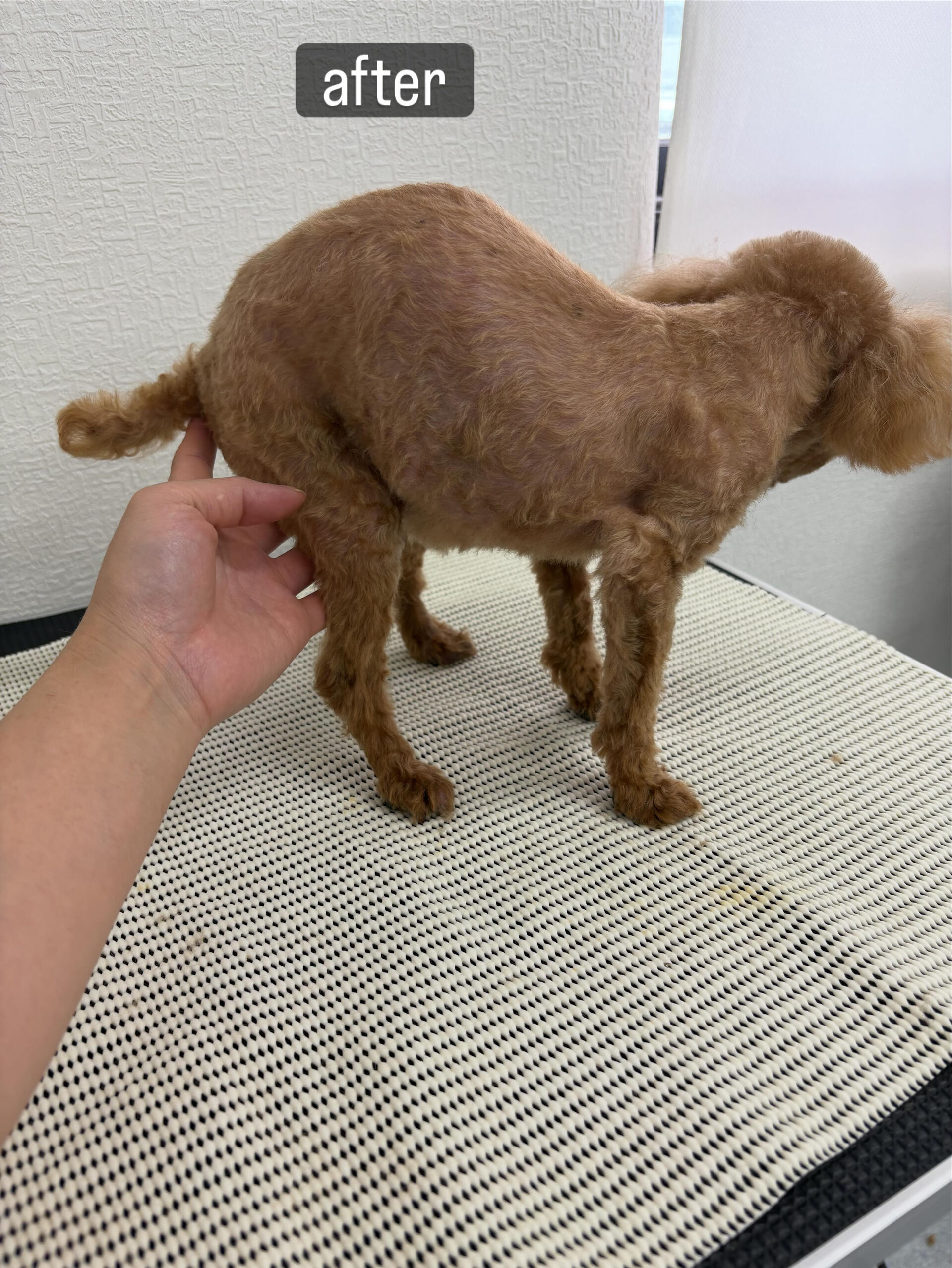 足がフラフラしてなかなか立っていられないとのことで、そんな状