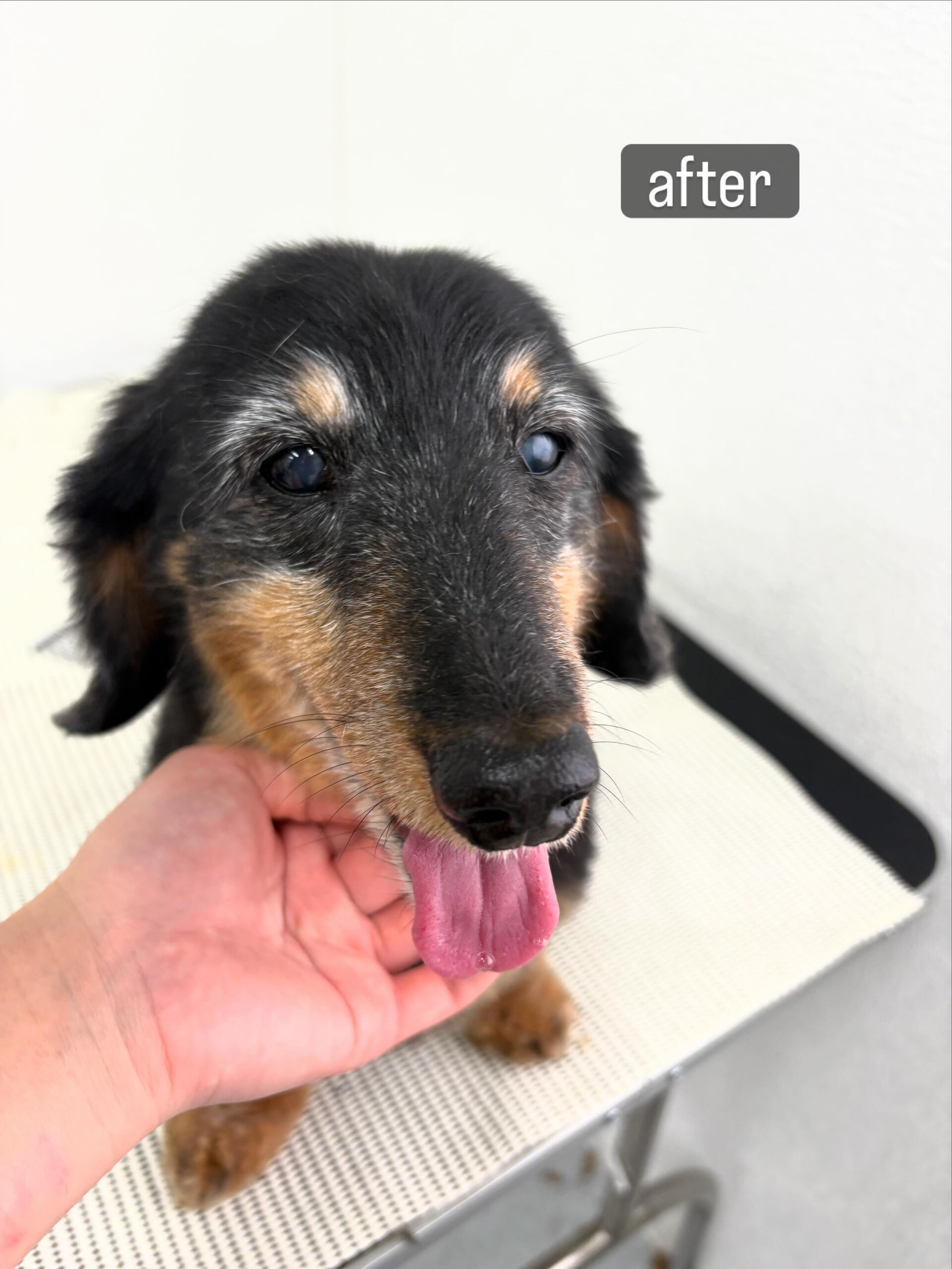 老犬さんであること、フケが出やすく爪切りも苦手だということで