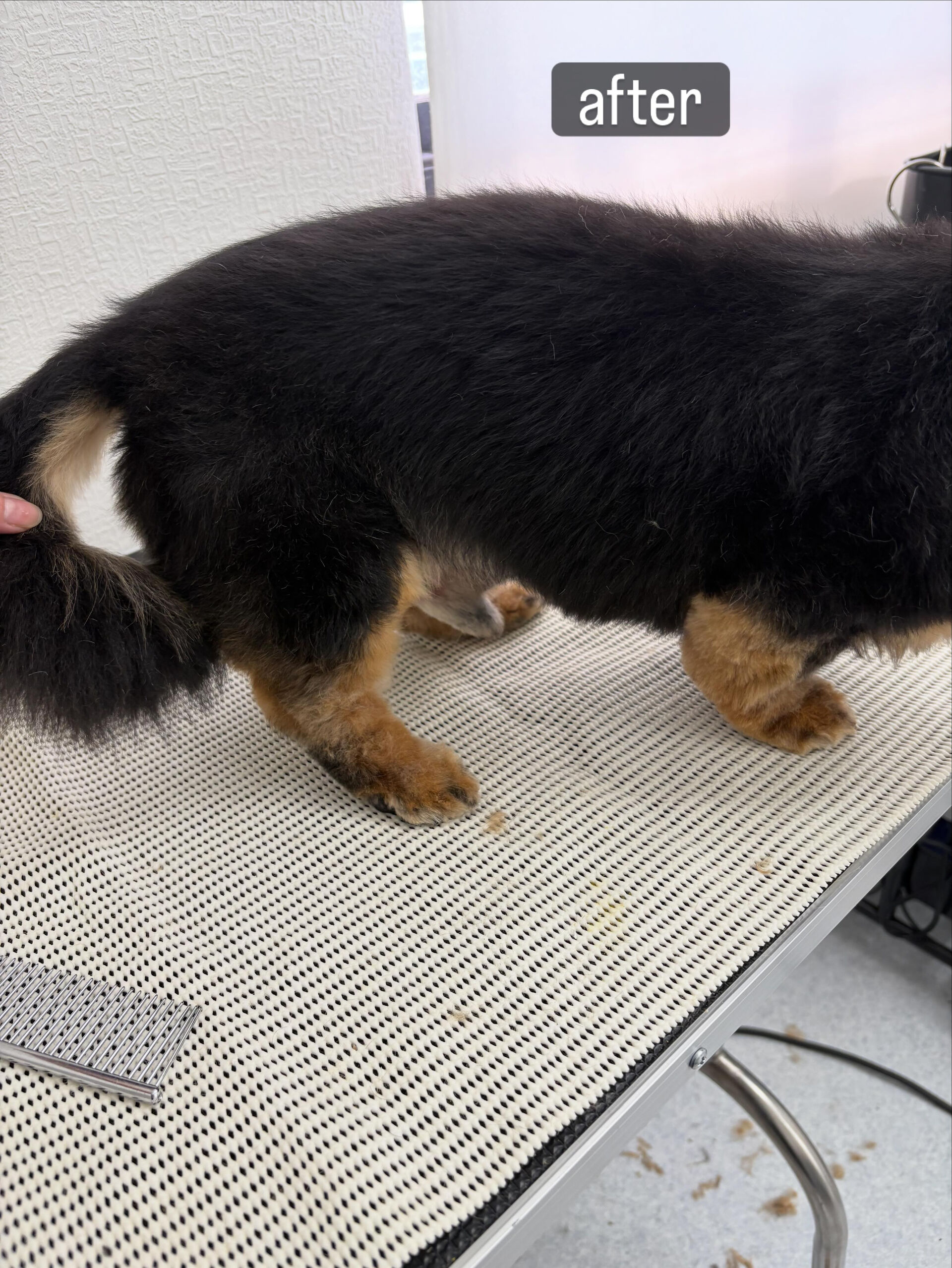 老犬さんであること、フケが出やすく爪切りも苦手だということで