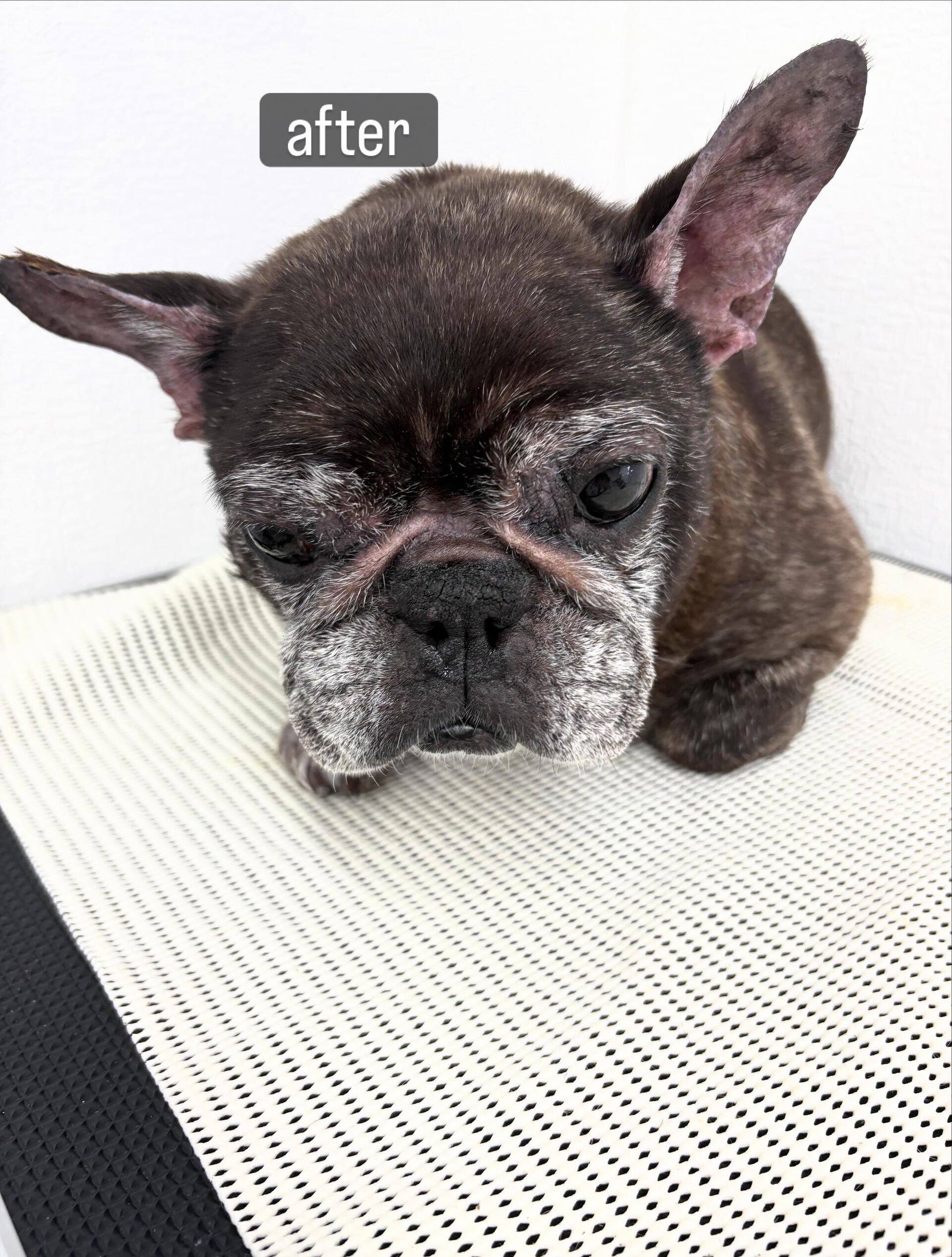動物病院併設サロンが遠く、今までご自宅でのケアを中心に頑張っ