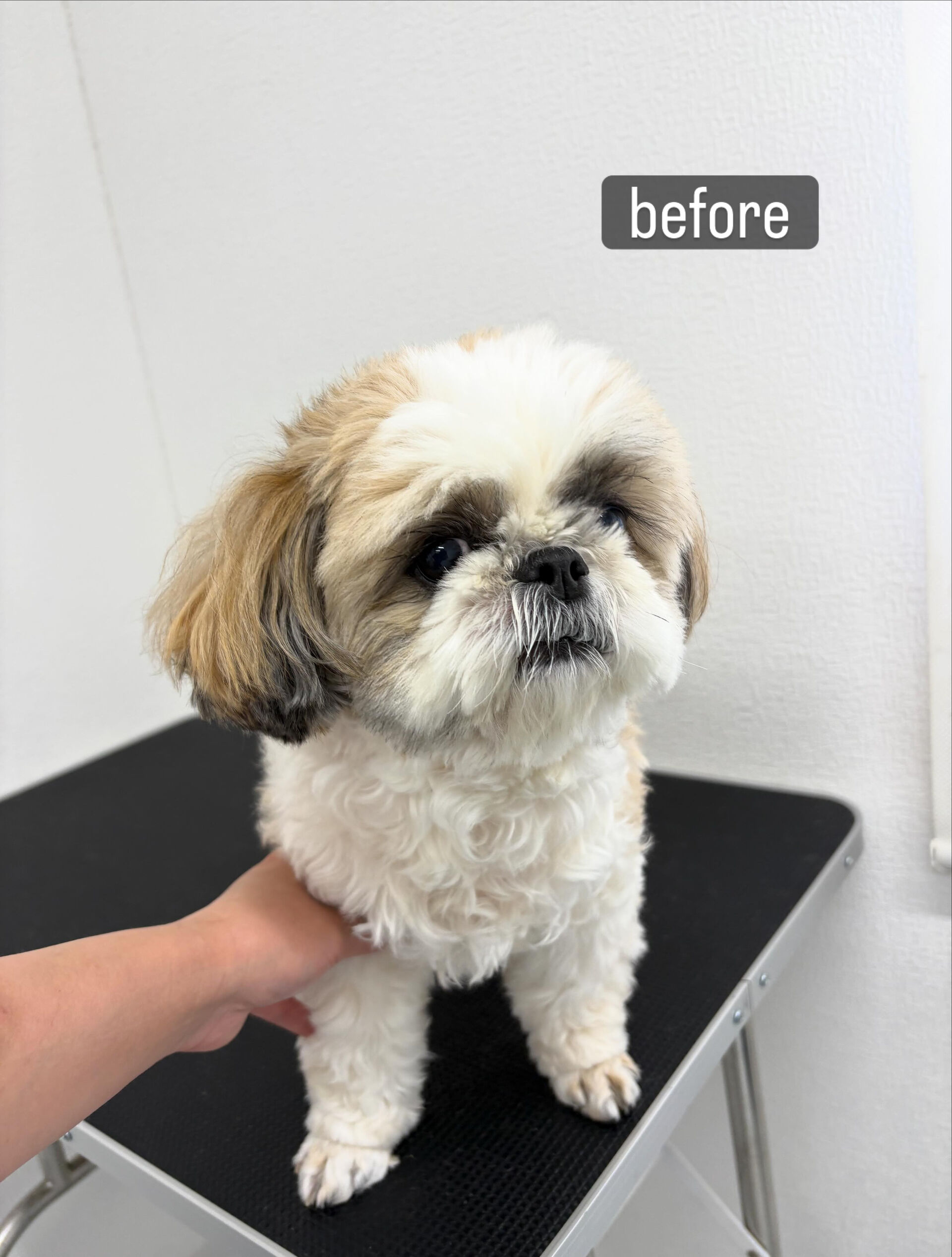 保育園の頃からの友人が愛犬ちゃんと帰省したタイミングでトリミ