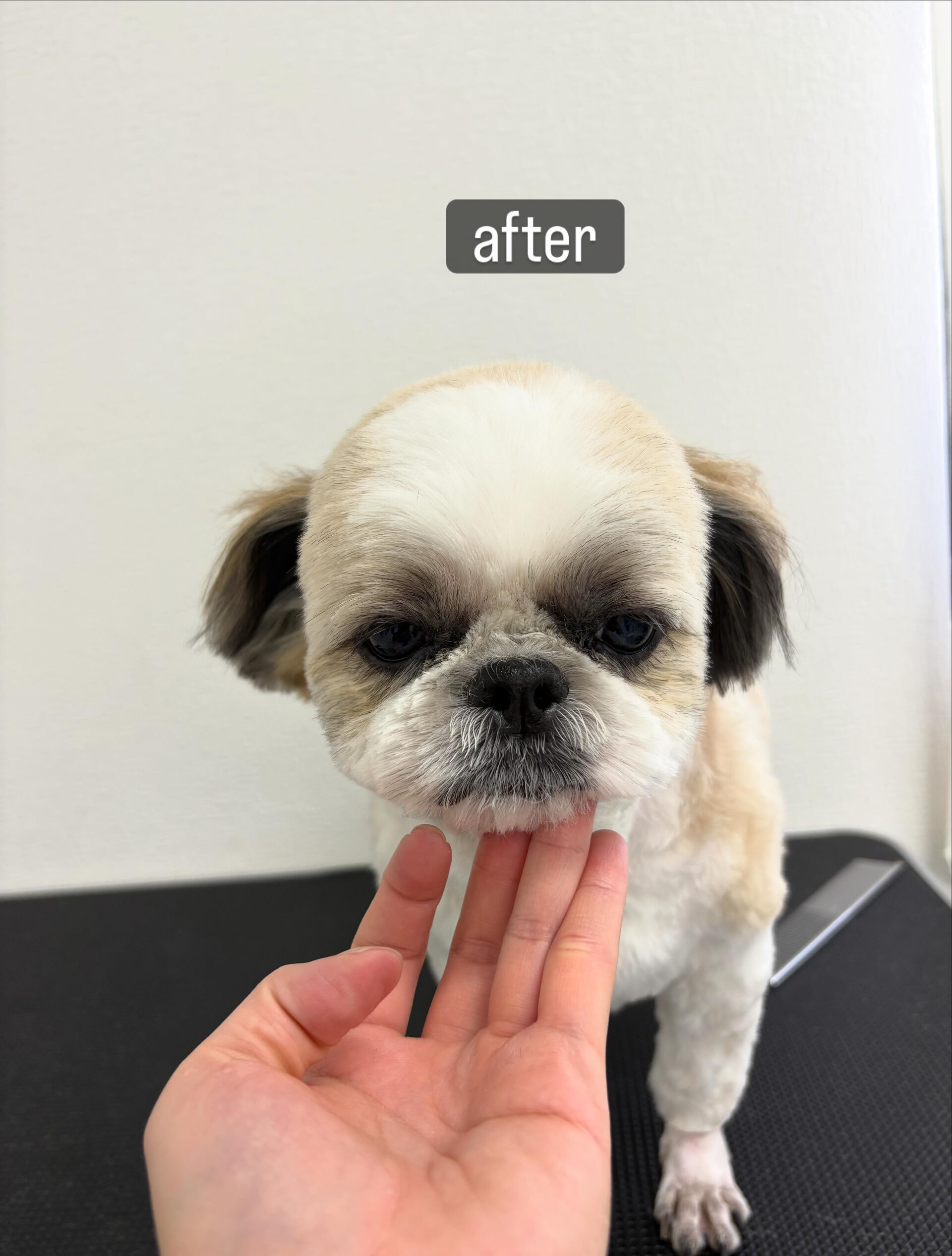 保育園の頃からの友人が愛犬ちゃんと帰省したタイミングでトリミ